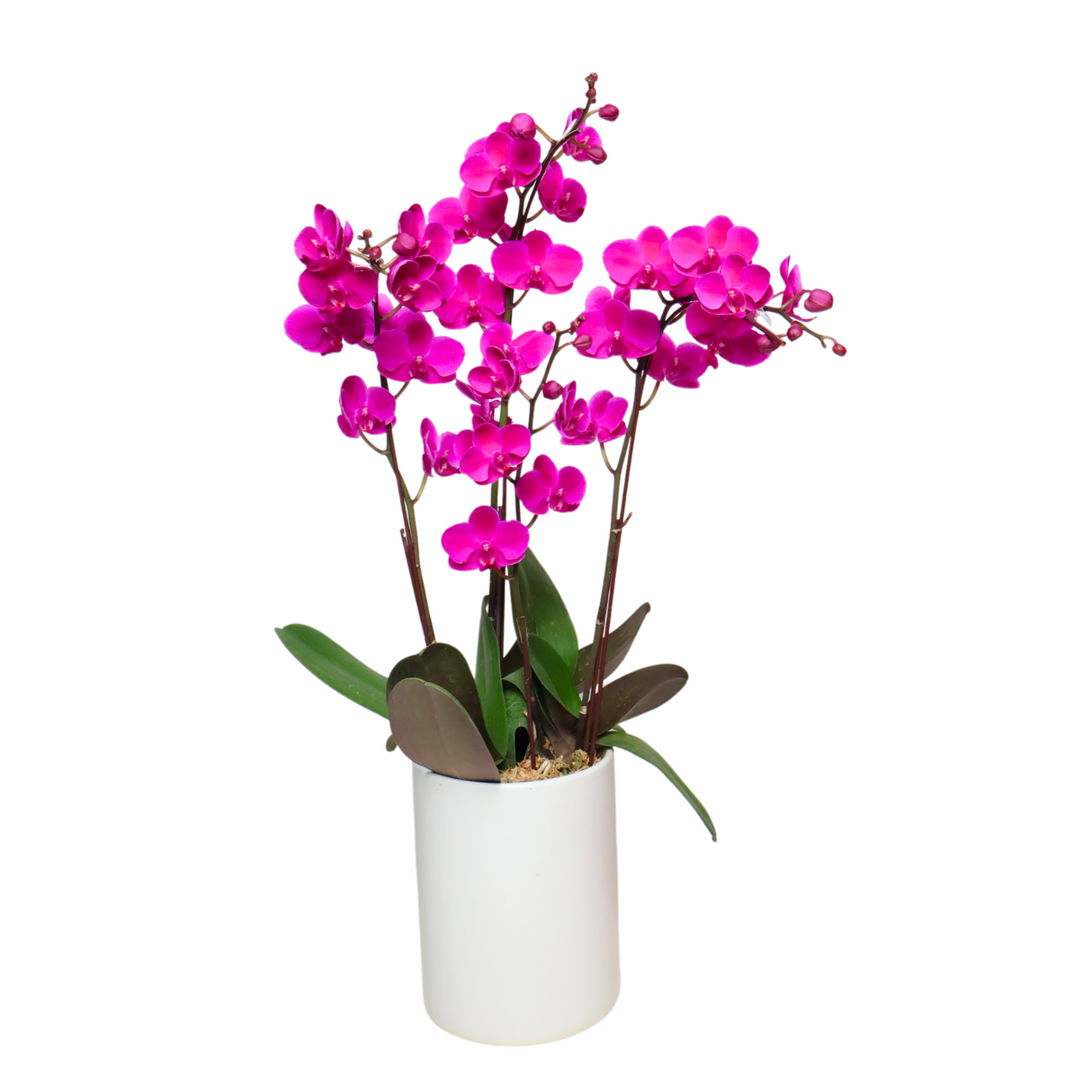 Orchid Grace (3 Single Stem) - Orchid Phalaenopsis