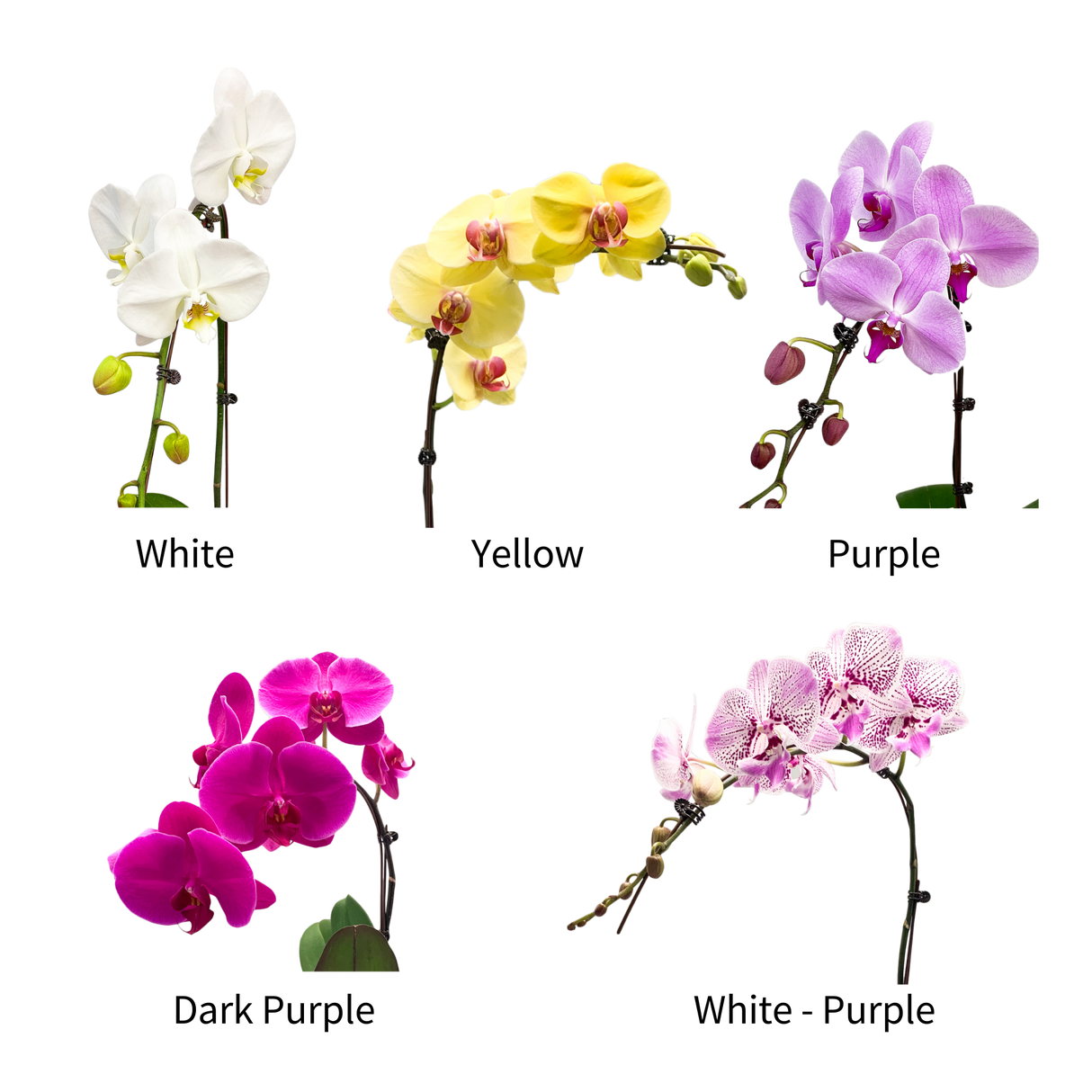 rare-trove Phalaenopsis Plant Arrangement Singapore