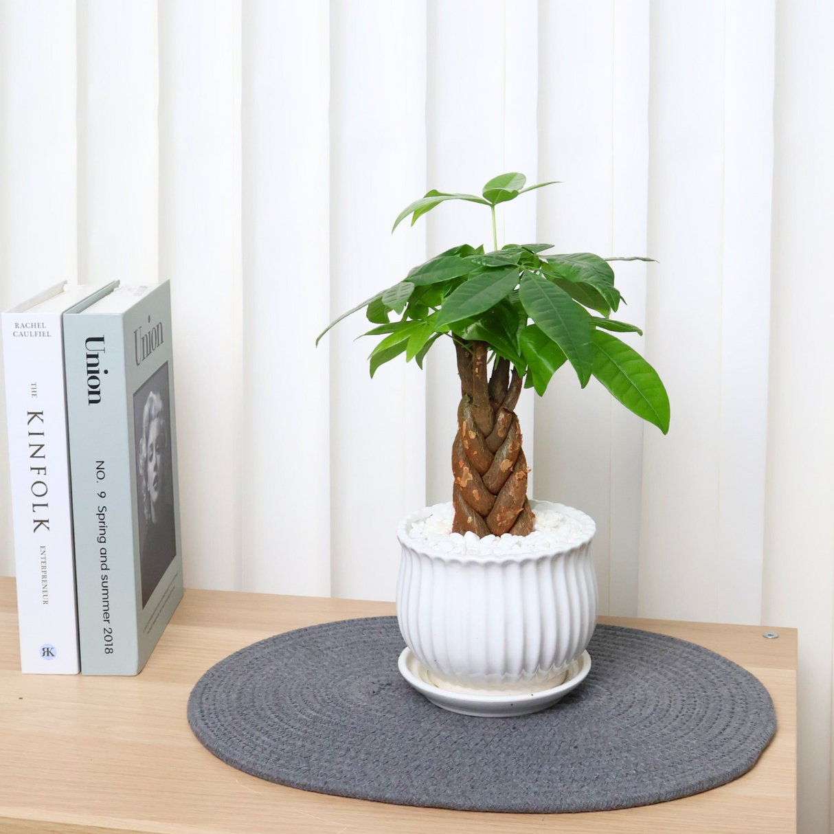 Pachira Plant in Ceramic Pot (Money Tree 发财树)