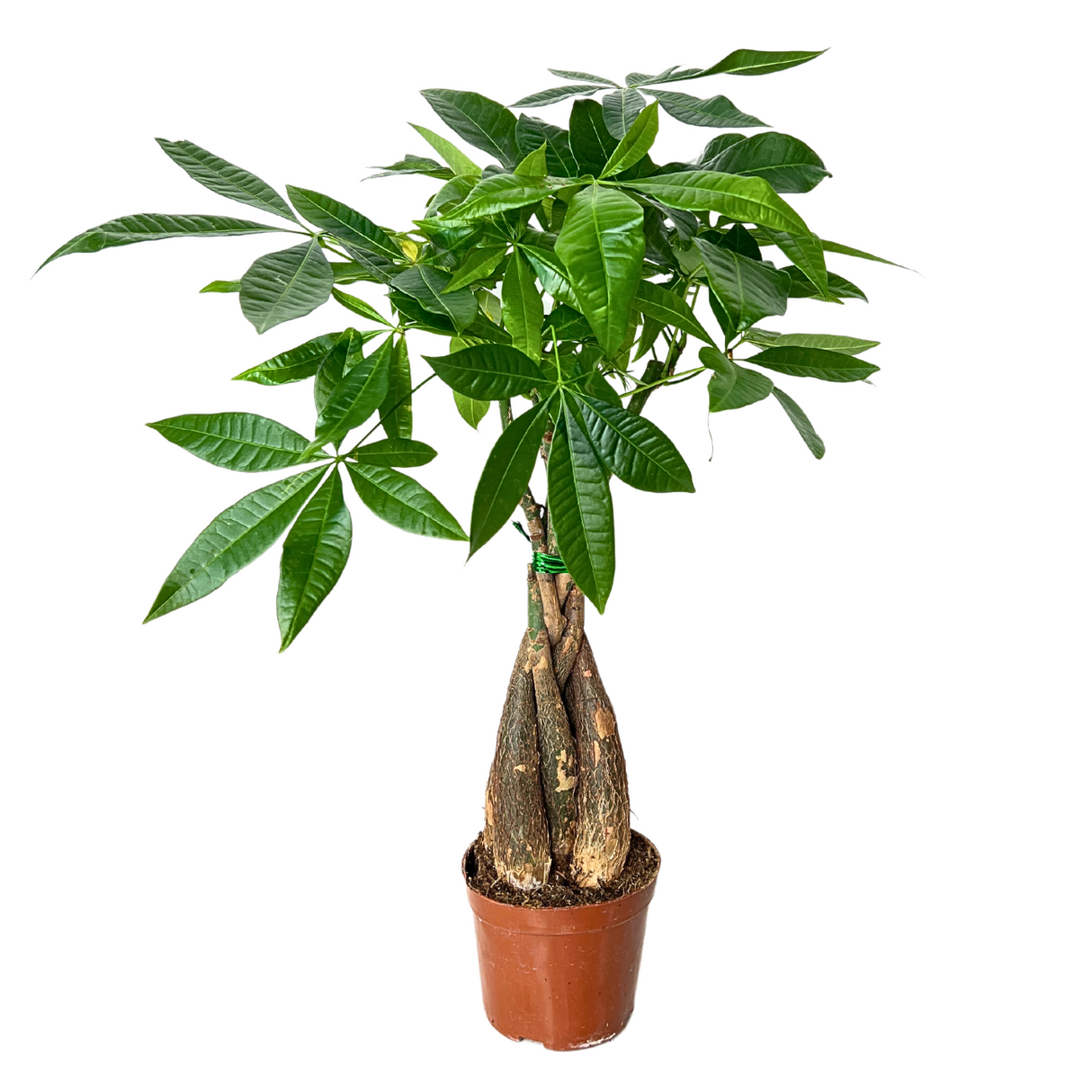 Pachira Plant 12cm Pot (Money Tree 发财树)