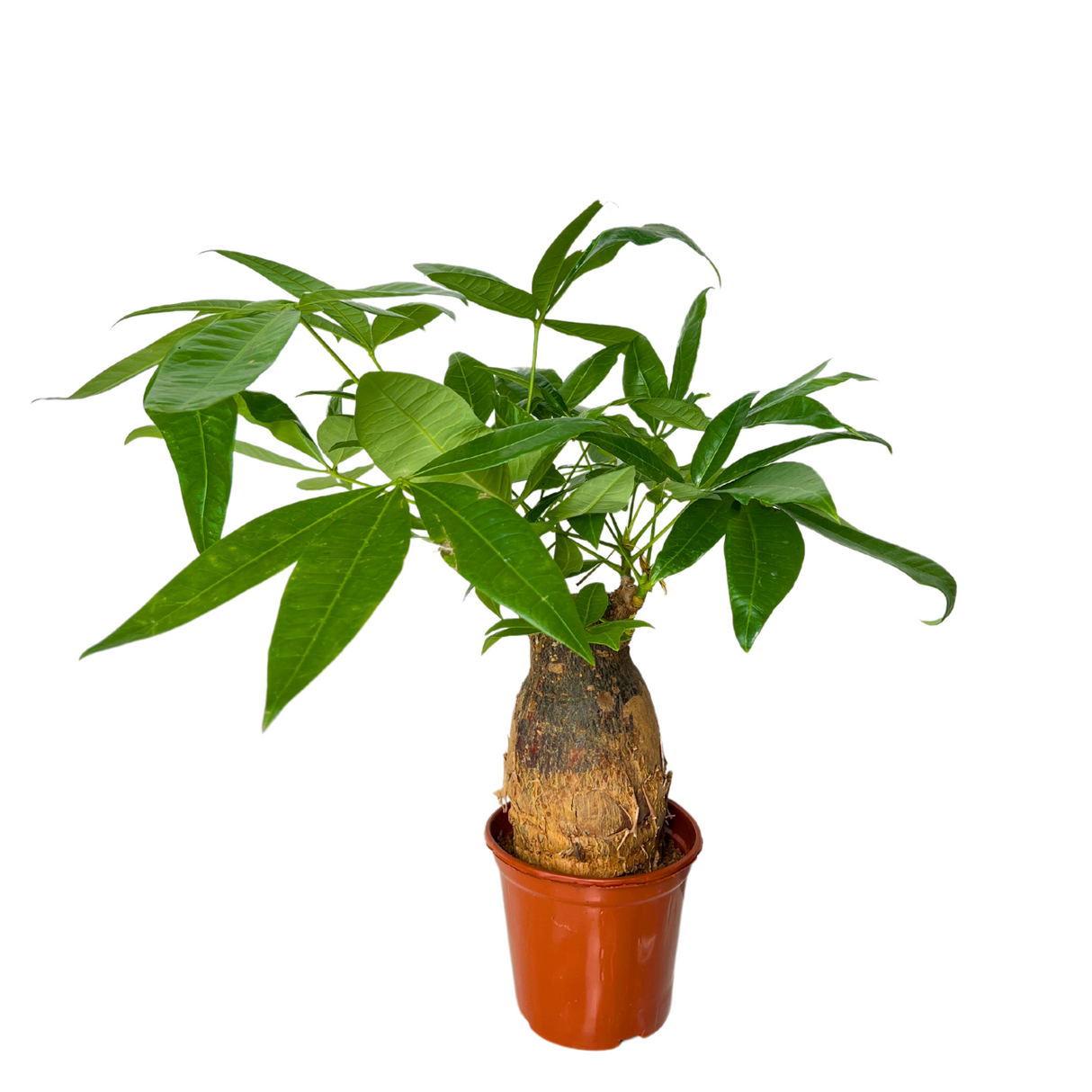 Pachira Plant 13cm Pot (Money Tree 发财树)