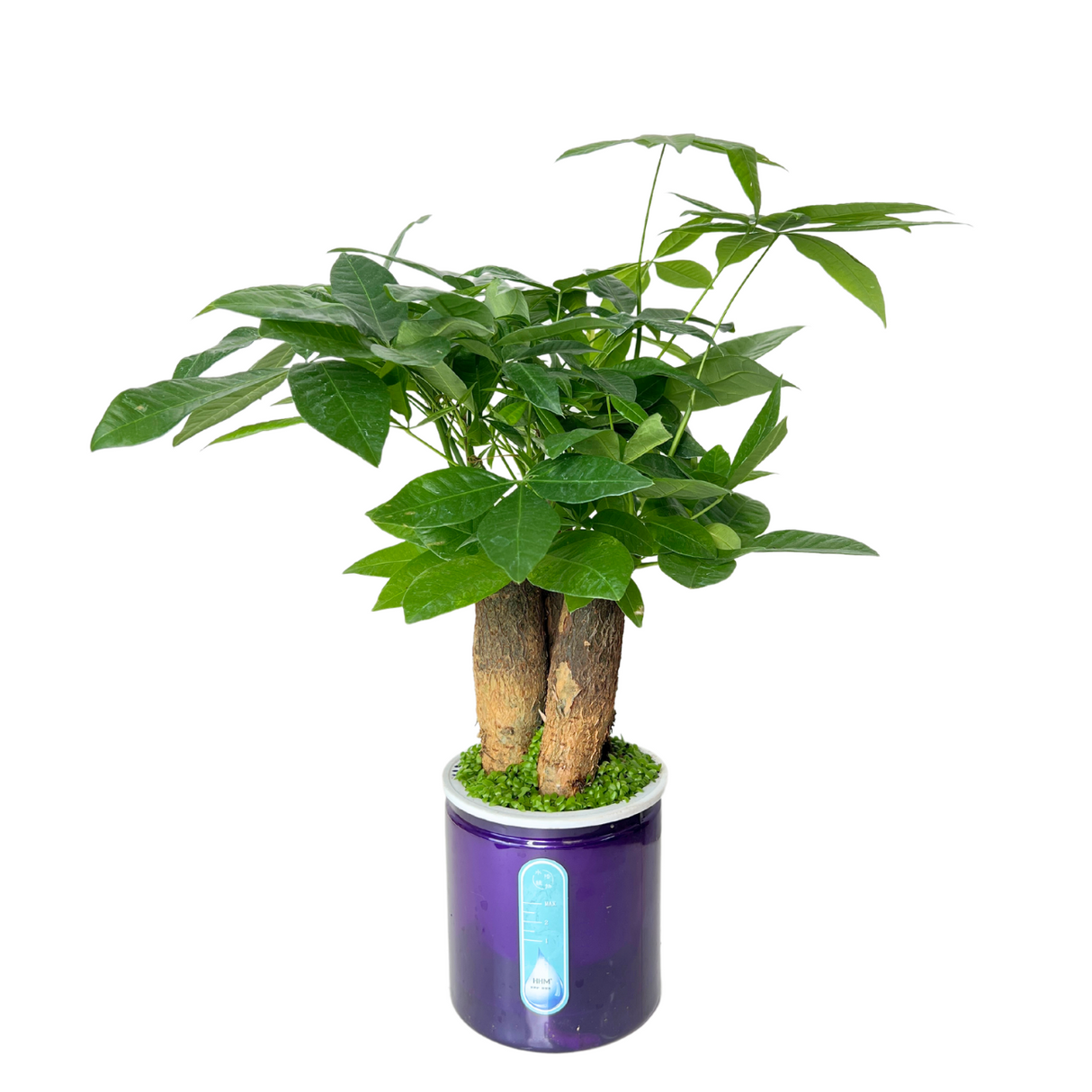 Pachira Hydroponic Plant (Money Tree 发财树)