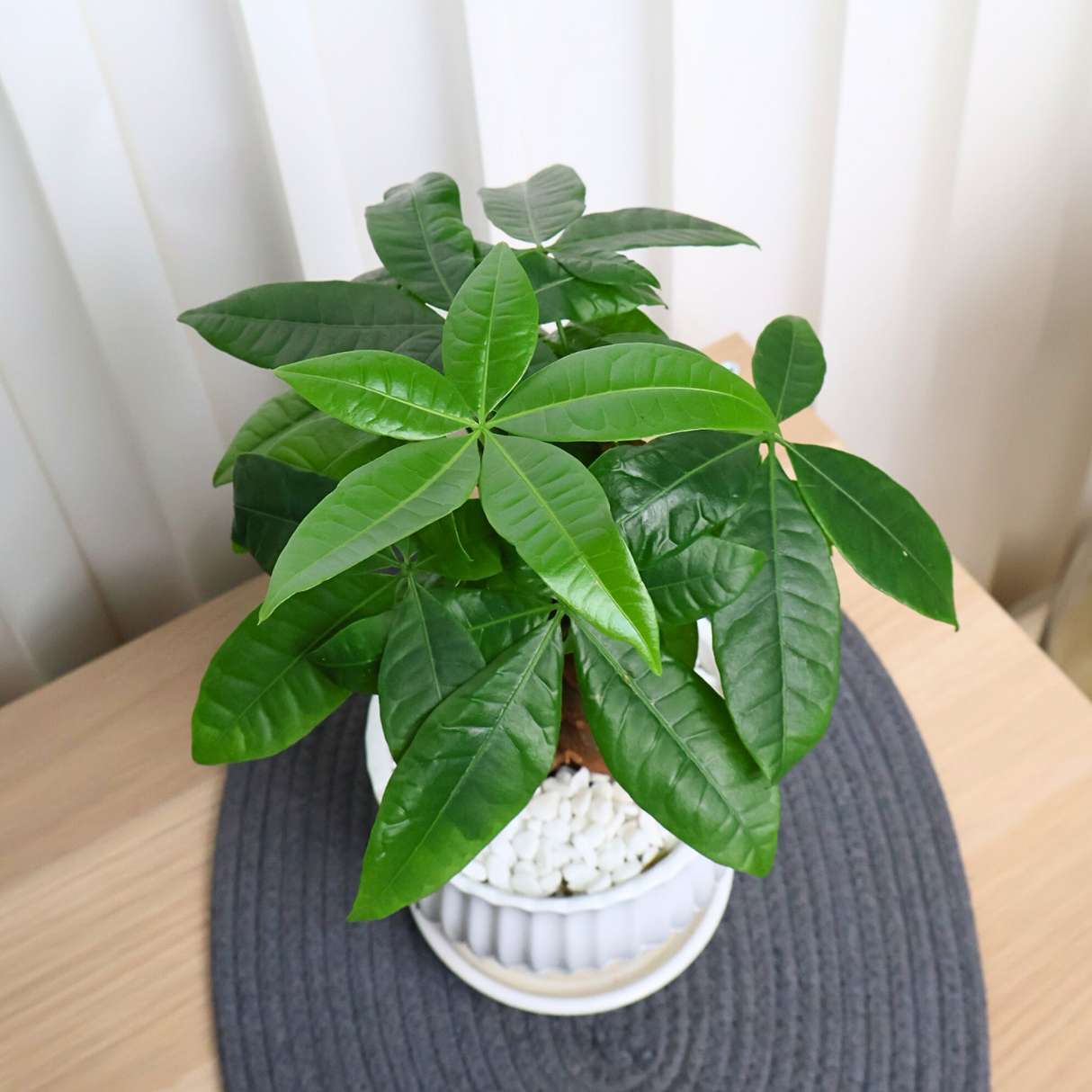 Pachira Plant in Ceramic Pot (Money Tree 发财树)