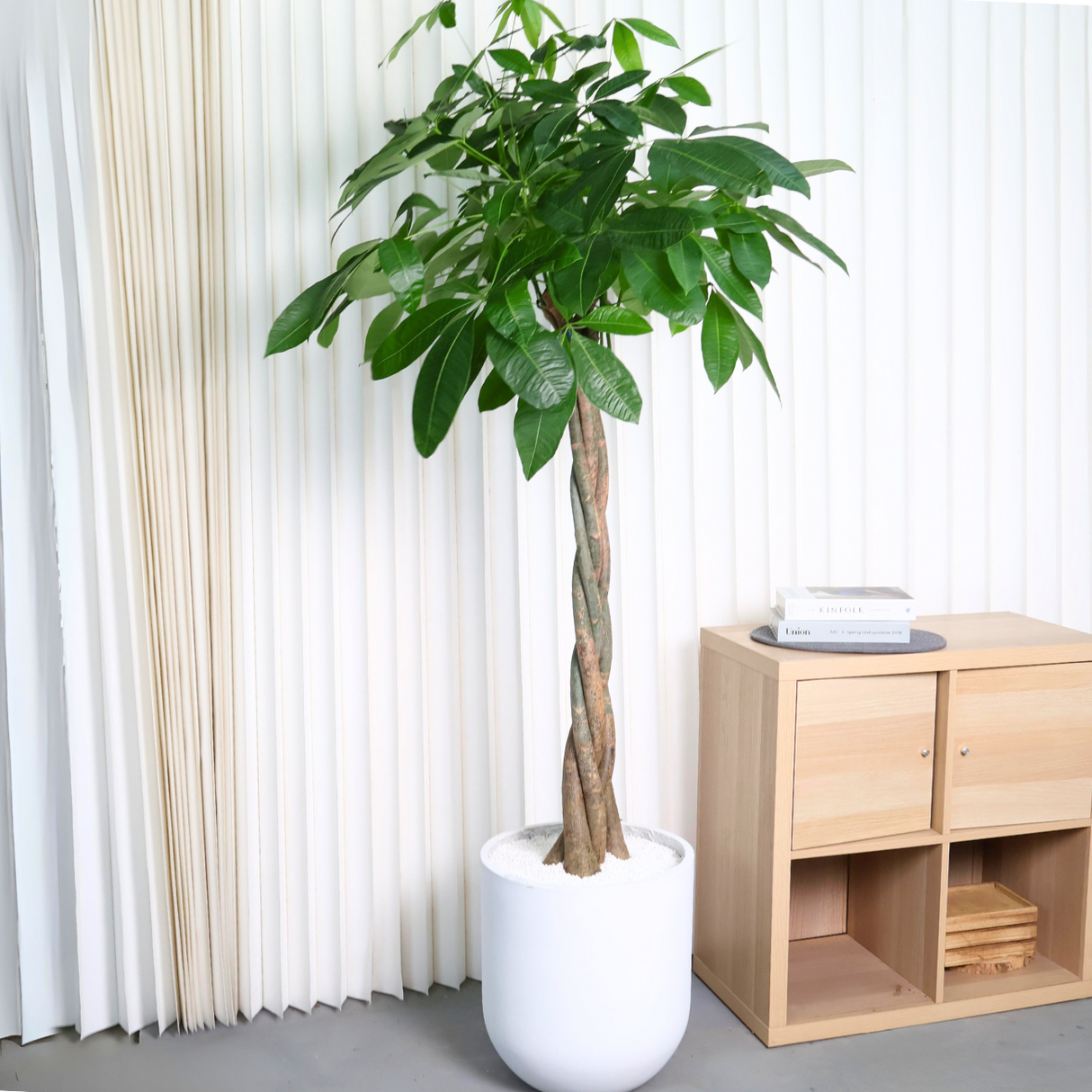 Pachira Aquatica in Ceramic Pot (Money Tree 发财树)