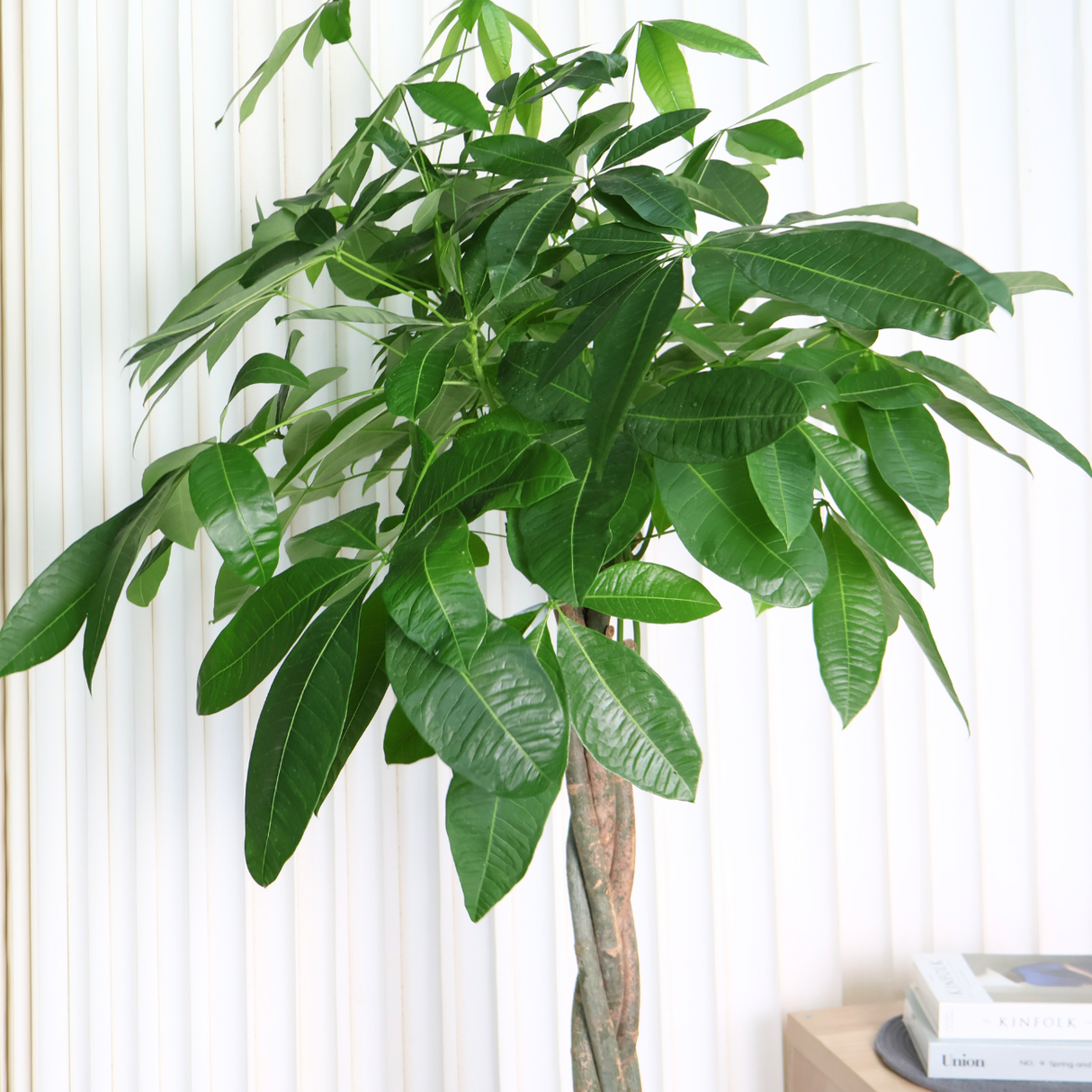 Pachira Aquatica in Ceramic Pot (Money Tree 发财树)