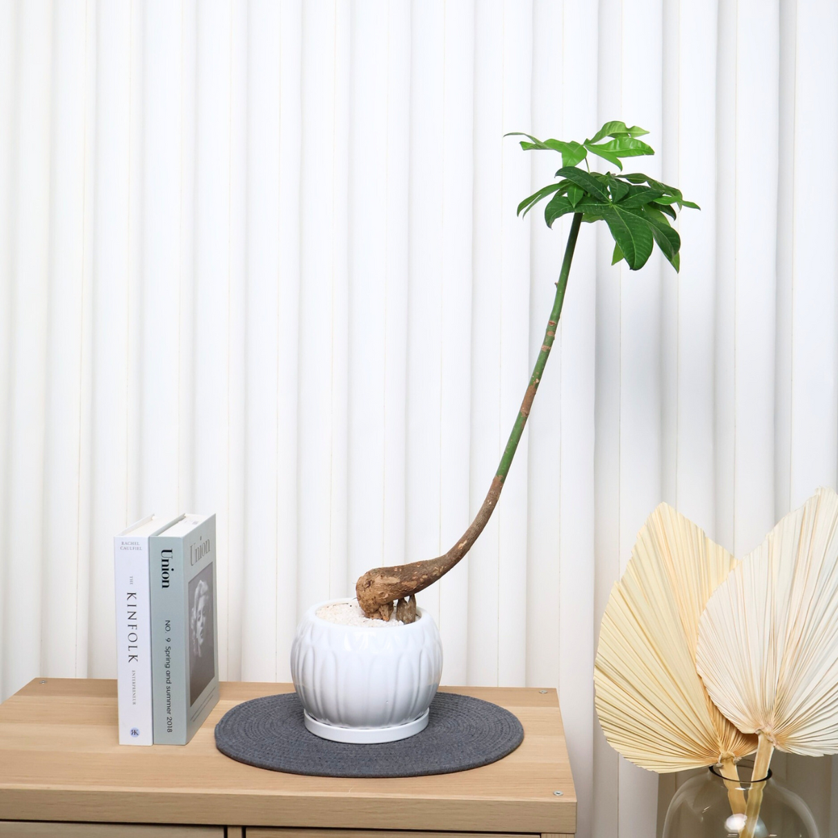 Pachira in Ceramic Pot (Money Tree 发财树)