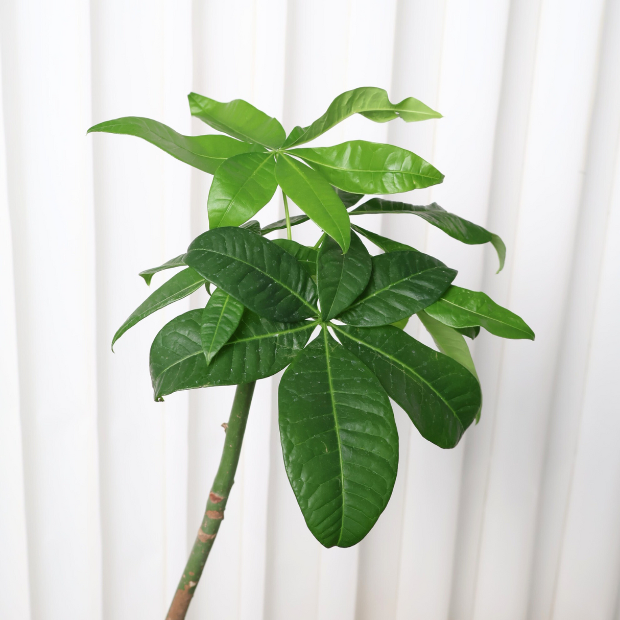 Pachira in Ceramic Pot (Money Tree 发财树)