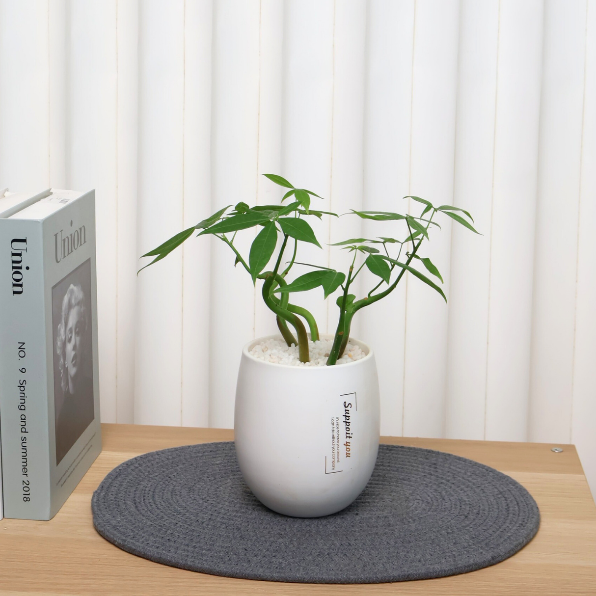 Pachira in Ceramic Pot (Money Tree 发财树)