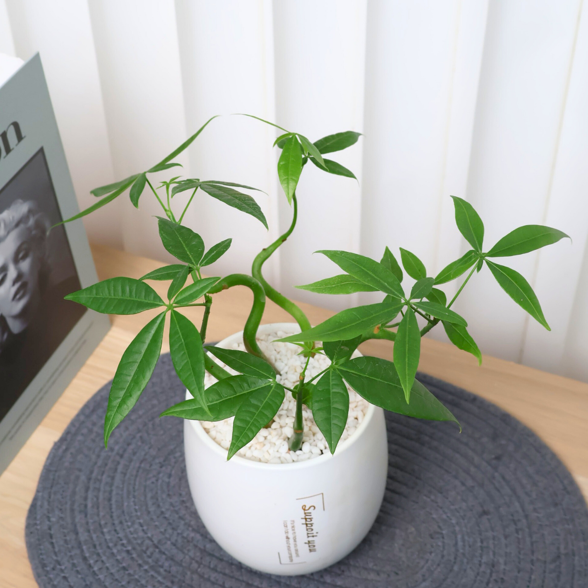 Pachira in Ceramic Pot (Money Tree 发财树)