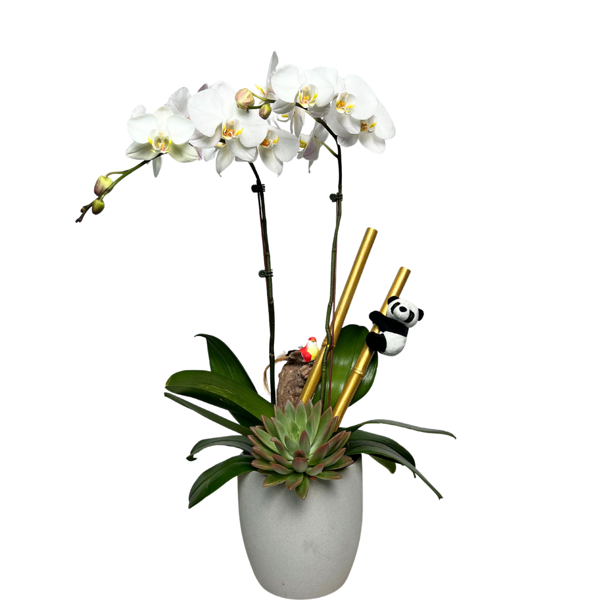 Panda Grove (2 Single Stem) - Orchid Phalaenopsis