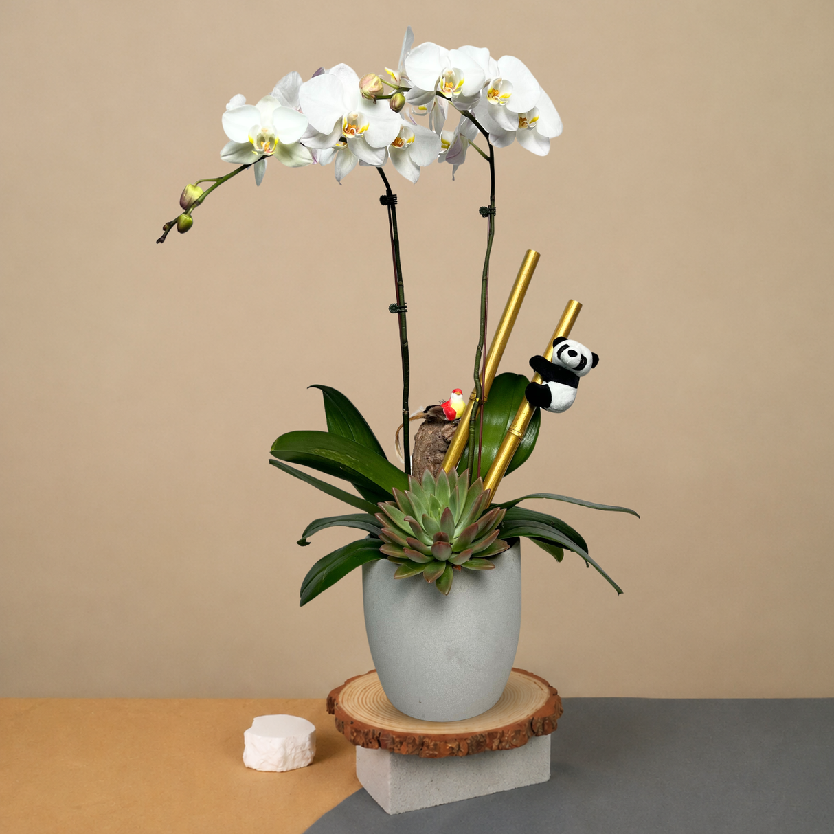 Panda Grove (2 Single Stem) - Orchid Phalaenopsis
