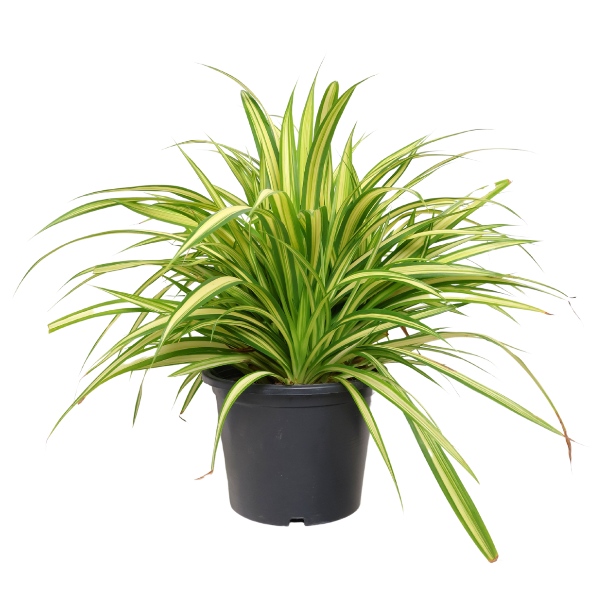 Chloryphytum Variegated (Pandan)