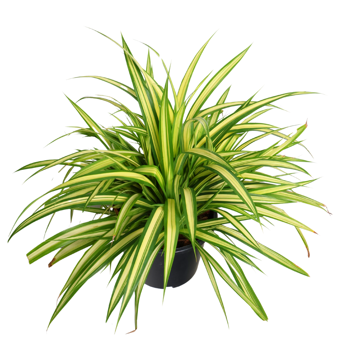 Chloryphytum Variegated (Pandan)