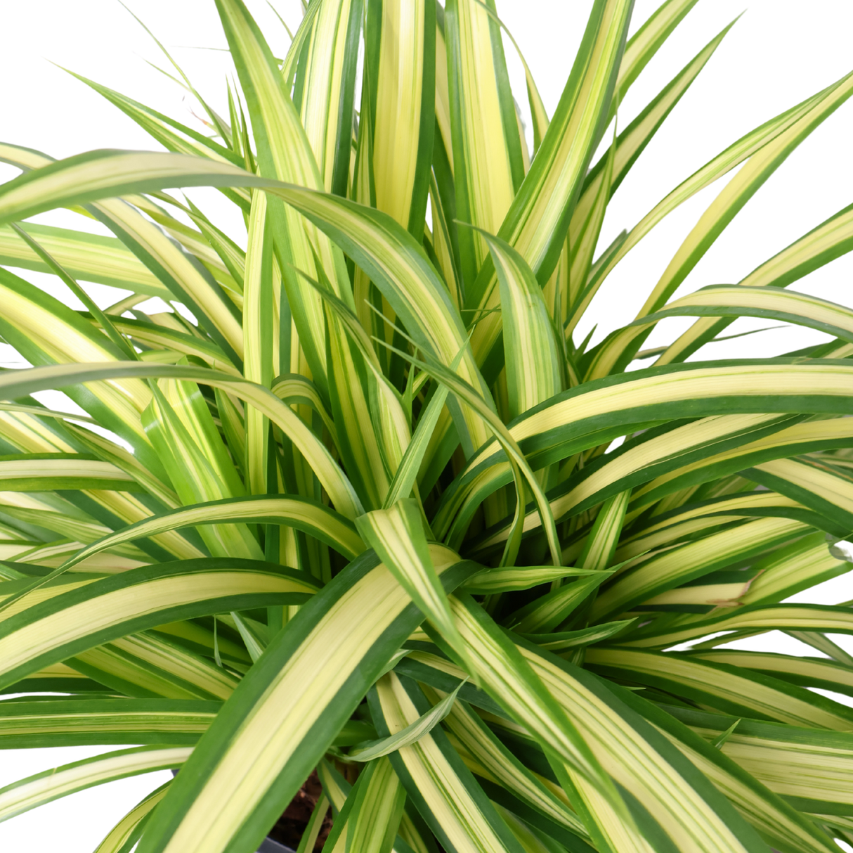 Chloryphytum Variegated (Pandan)