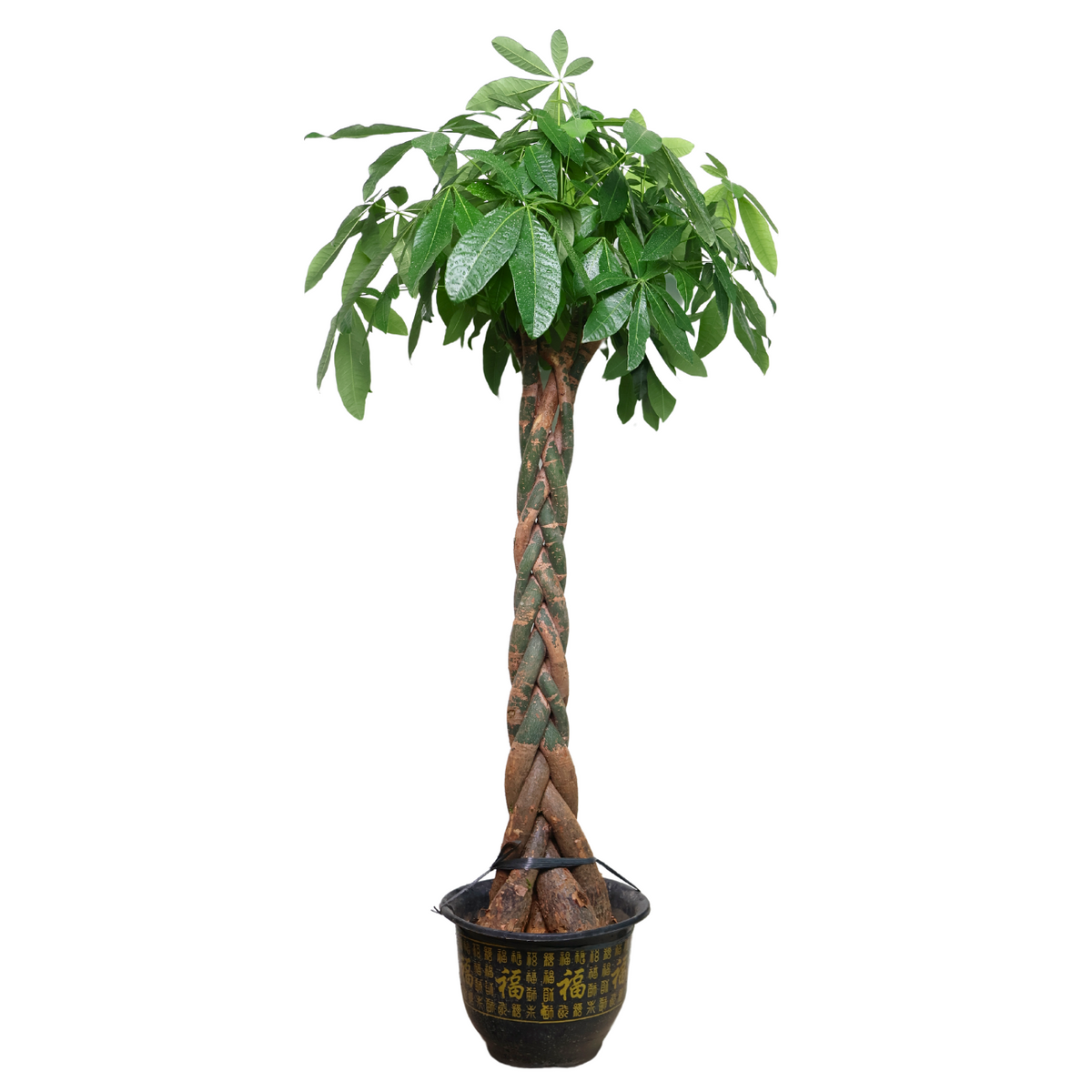 money tree plant singapore Pachira Aquatica (Money Tree)