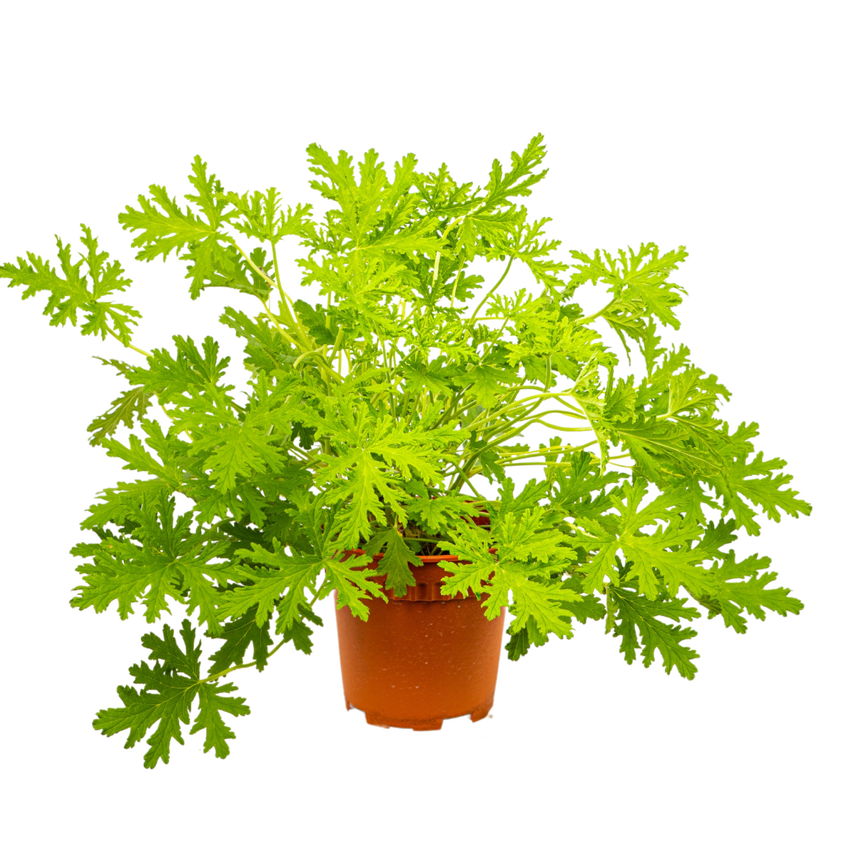 Pelargonium (Mosquito Plant)