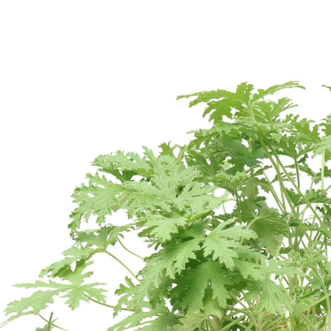 Pelargonium (Mosquito Plant)
