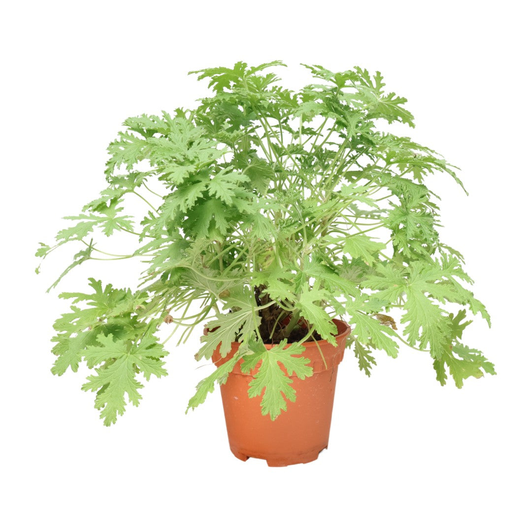 Geranium houseplant in flowerpot.