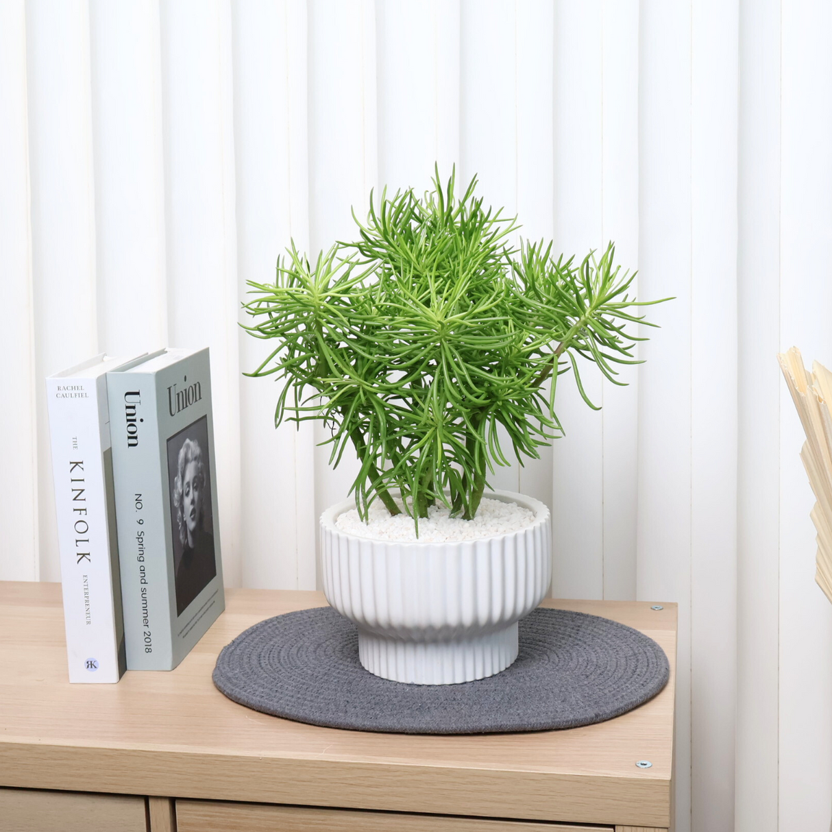 Peperomia Ferreyrae (Peperomia Green Bean) in Ceramic Pot