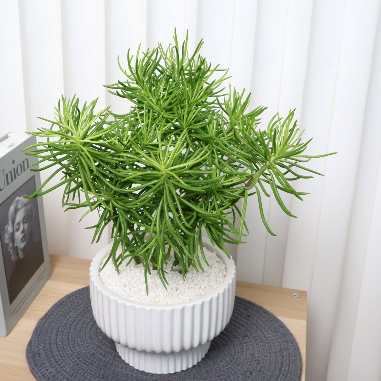 Peperomia Ferreyrae (Peperomia Green Bean) in Ceramic Pot