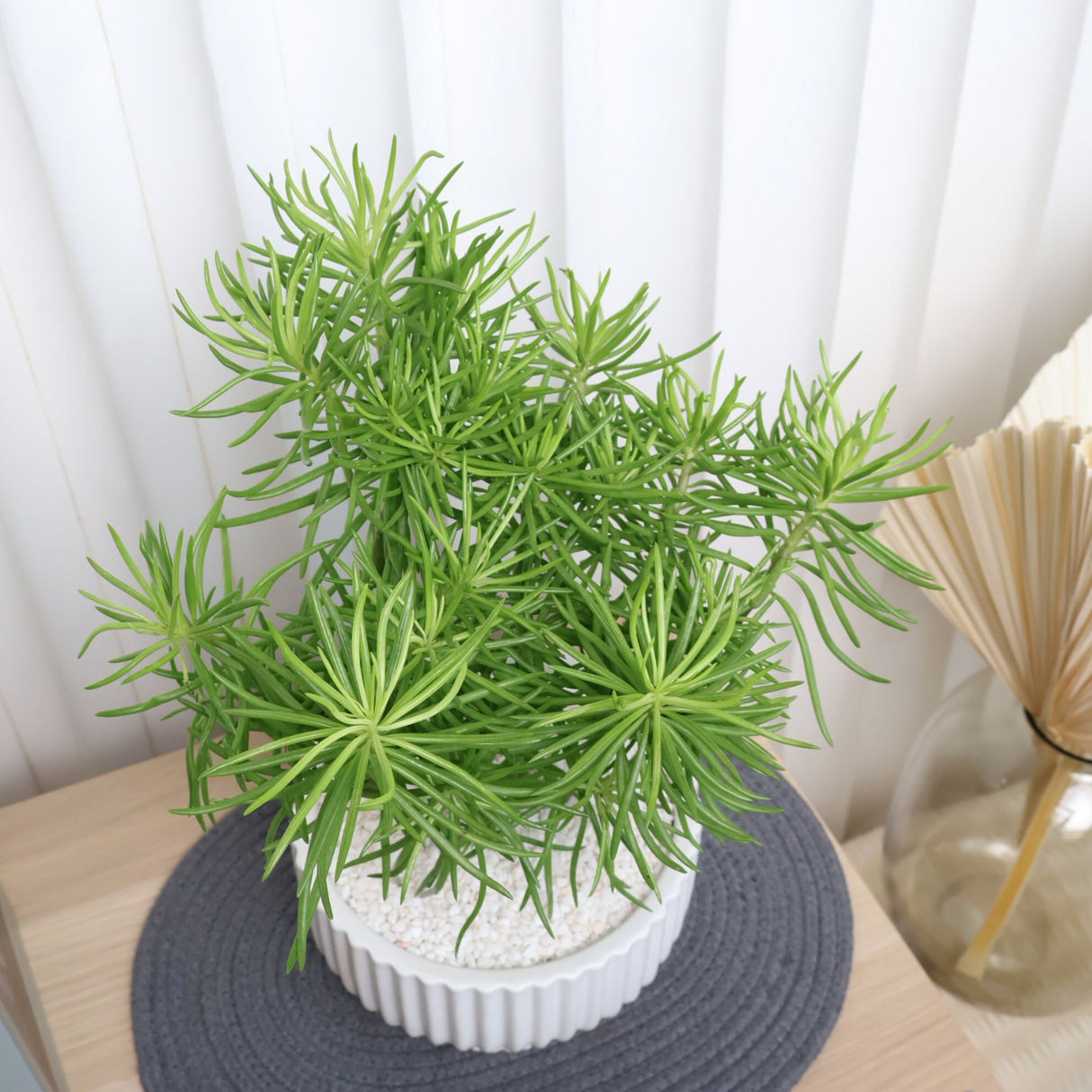 Peperomia Ferreyrae (Peperomia Green Bean) in Ceramic Pot