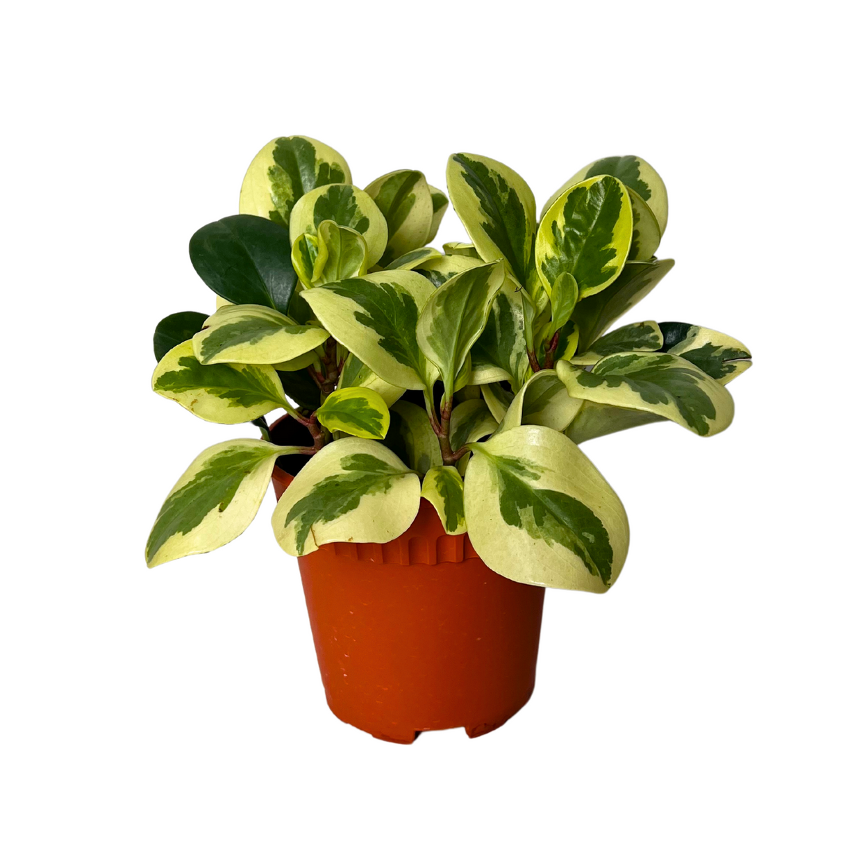 Peperomia Plant