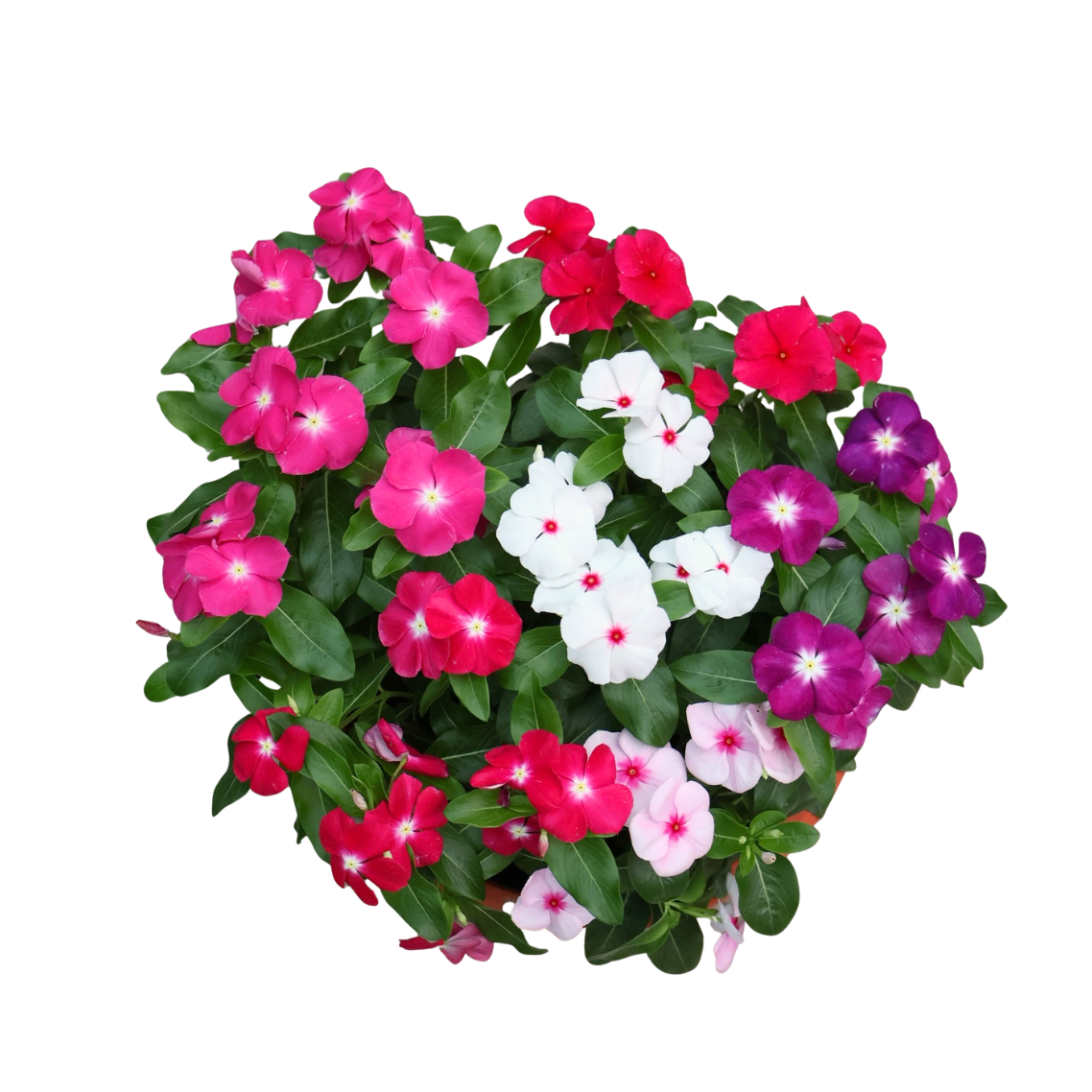 Periwinkle (长春花)