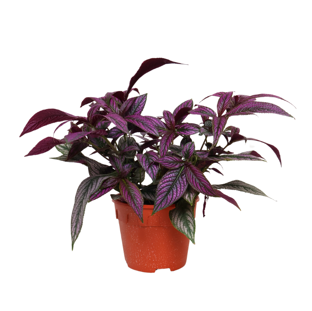 Persian Shield (Strobilanthes Dyerianus)