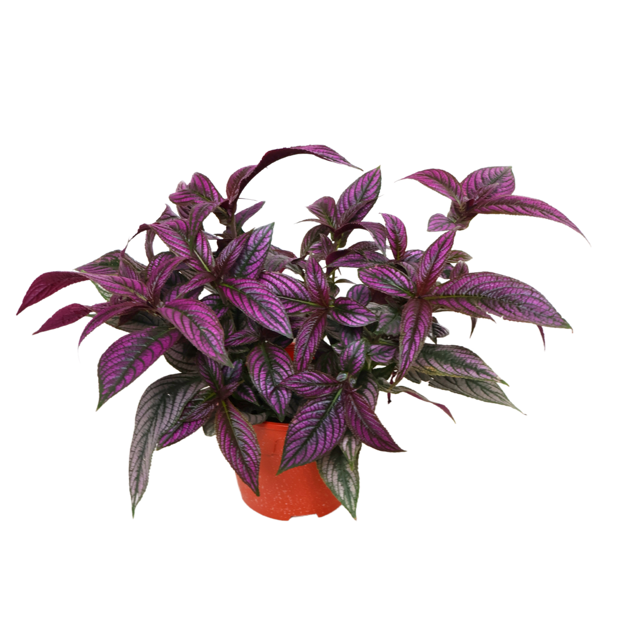 Persian Shield (Strobilanthes Dyerianus)