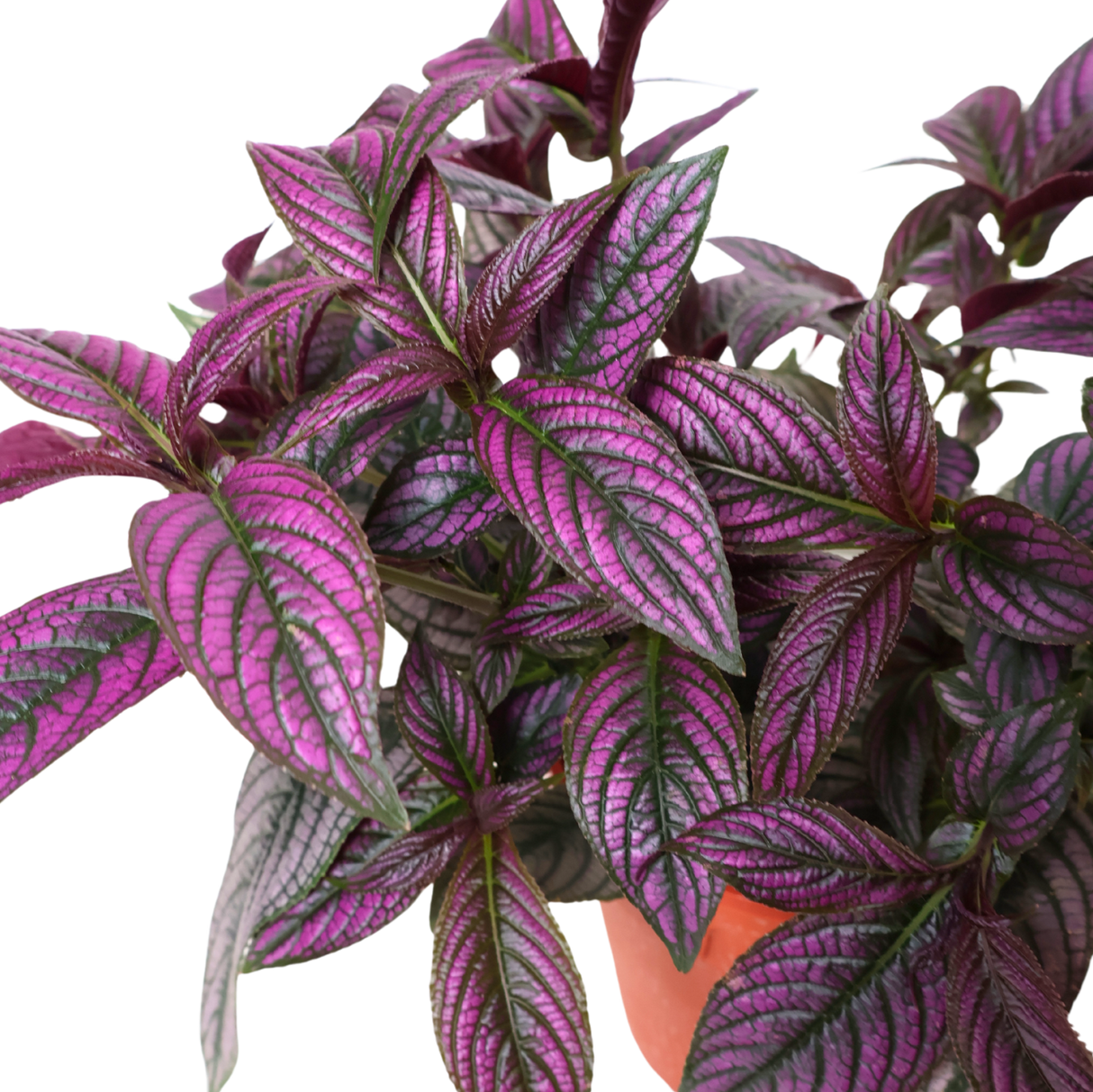 Persian Shield (Strobilanthes Dyerianus)