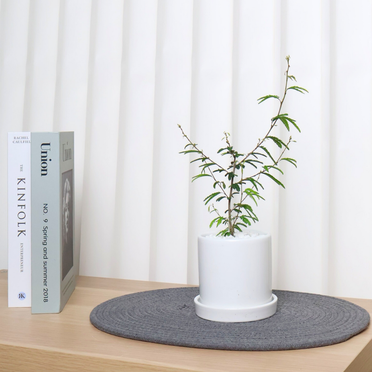Persian silk tree in Ceramic Pot