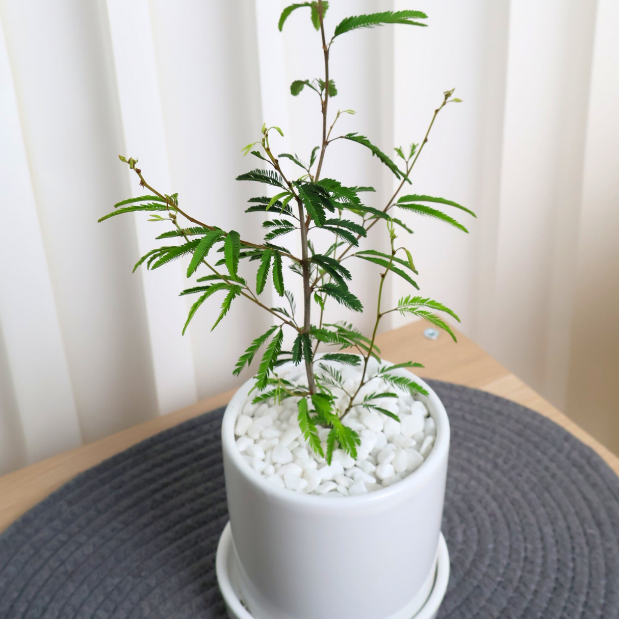 Persian silk tree in Ceramic Pot