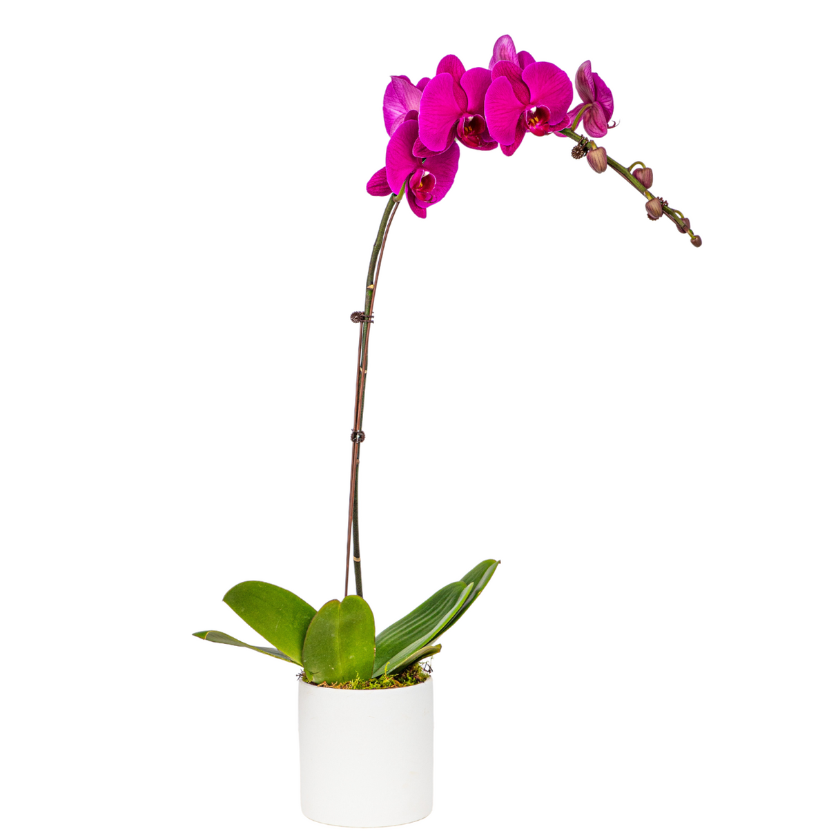Phalaenopsis Orchid in Ceramic Pot (1 Single Stem) - Orchid Phalaenopsis
