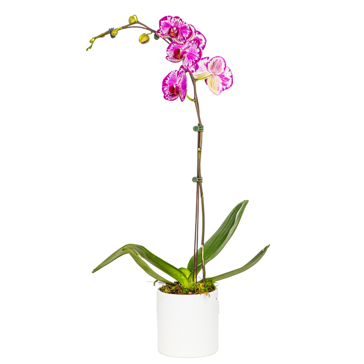Phalaenopsis Orchid in Ceramic Pot (1 Single Stem) - Orchid Phalaenopsis