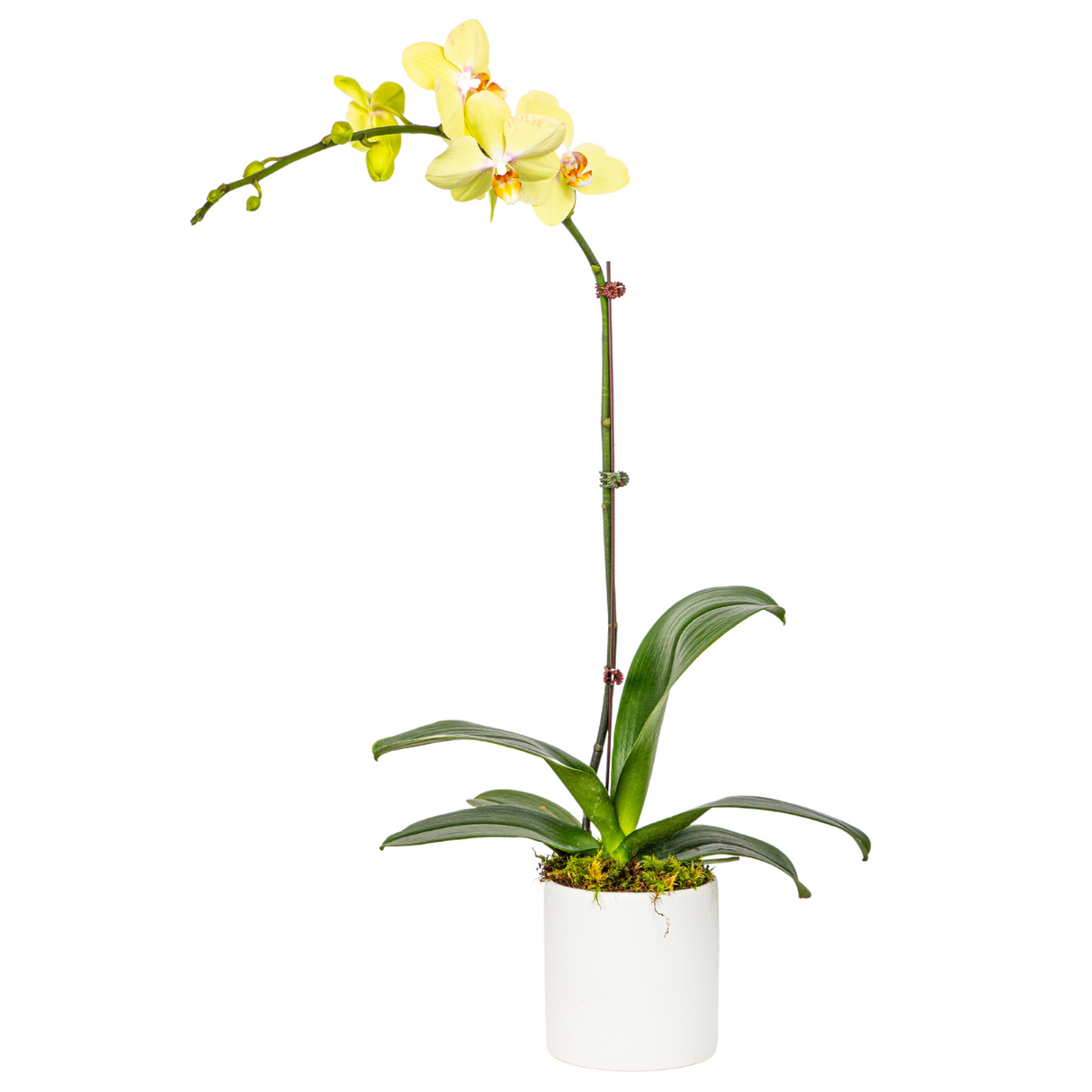 Phalaenopsis Orchid in Ceramic Pot (1 Single Stem) - Orchid Phalaenopsis