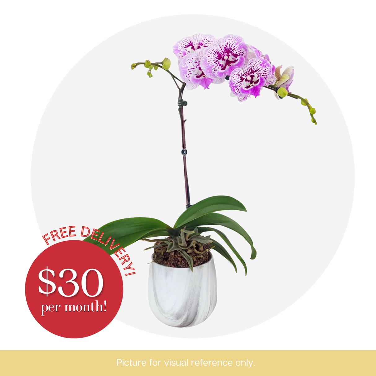 Orchid Phalaenopsis - 1 Single Stalk