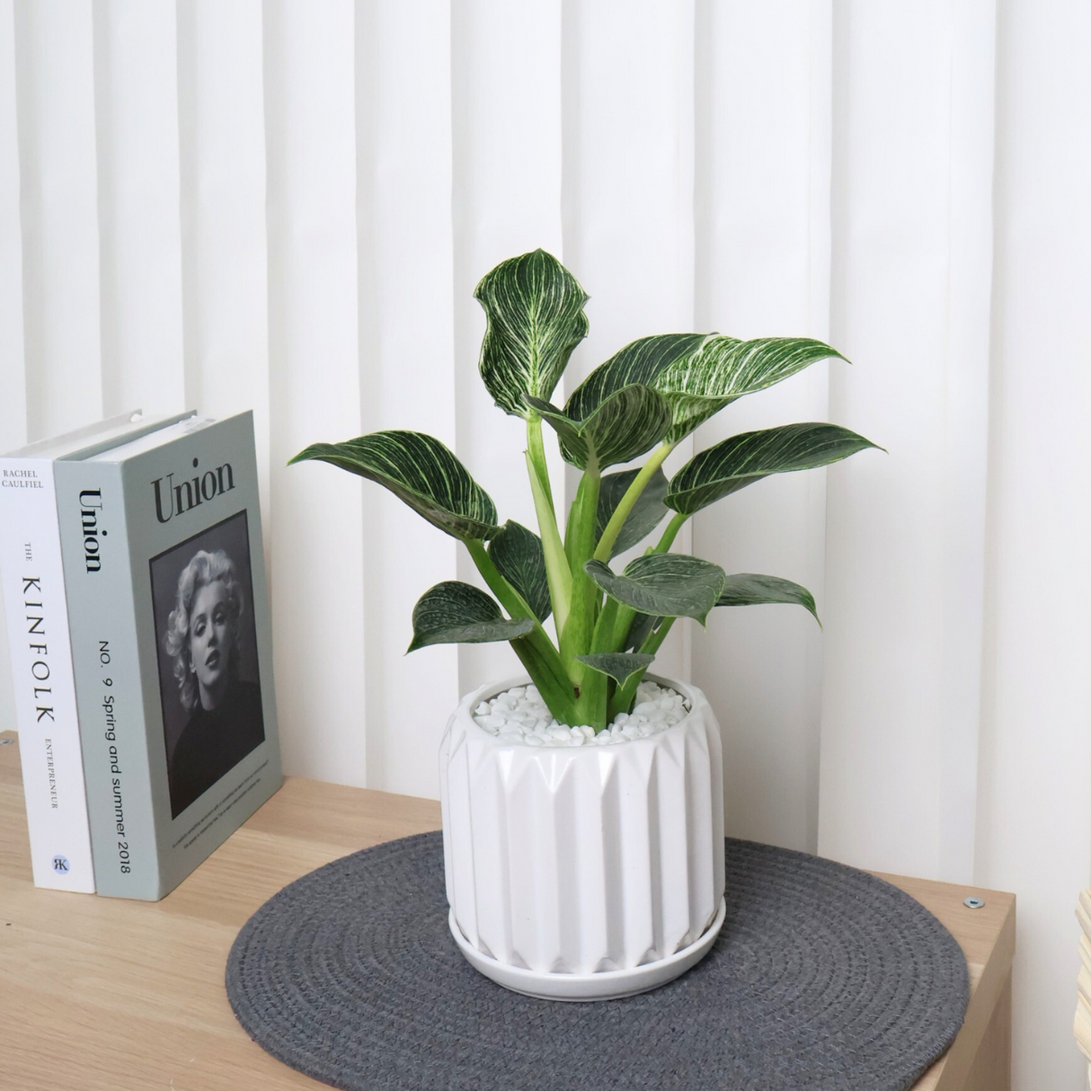 Philodendron Birkin in Ceramic Pot