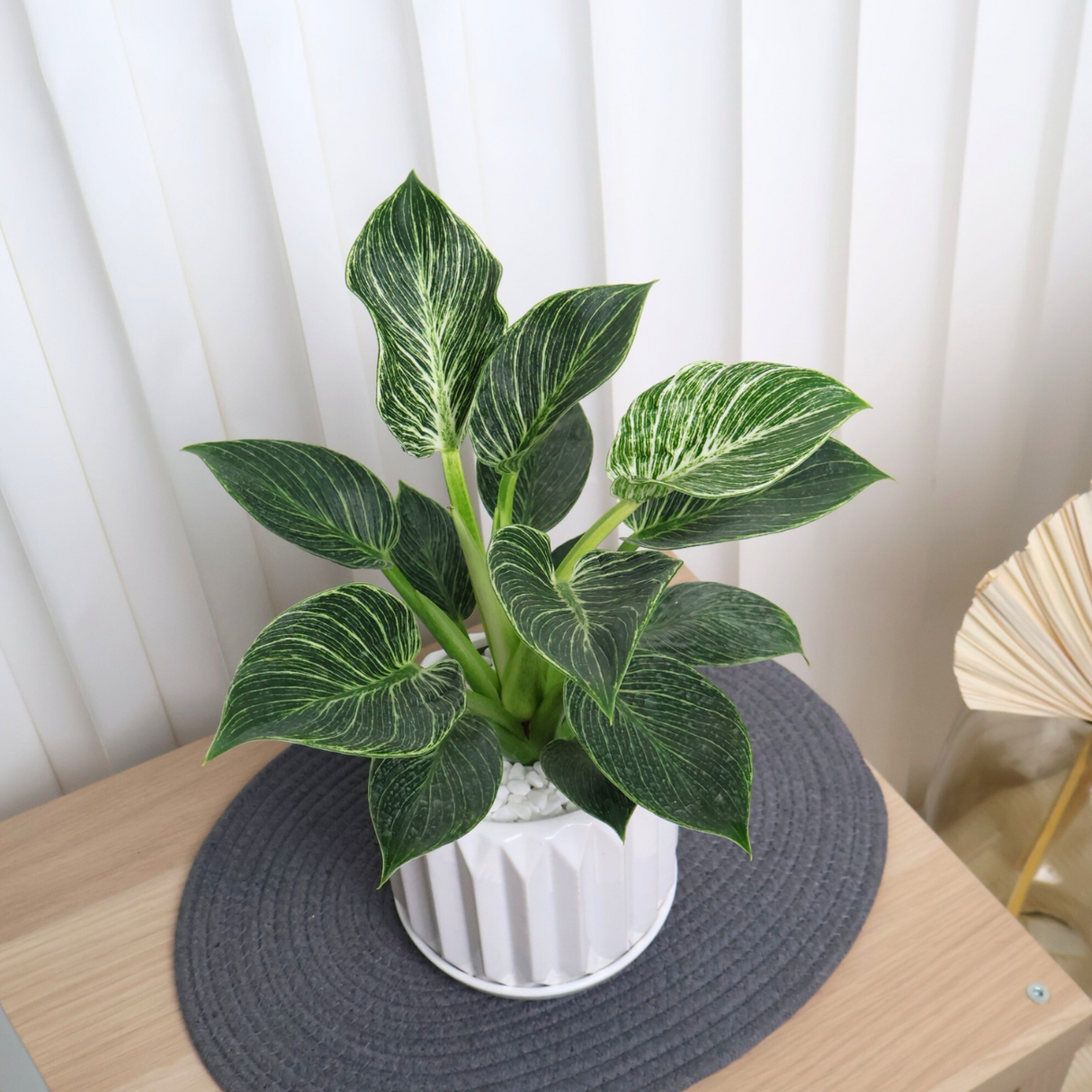 Philodendron Birkin in Ceramic Pot