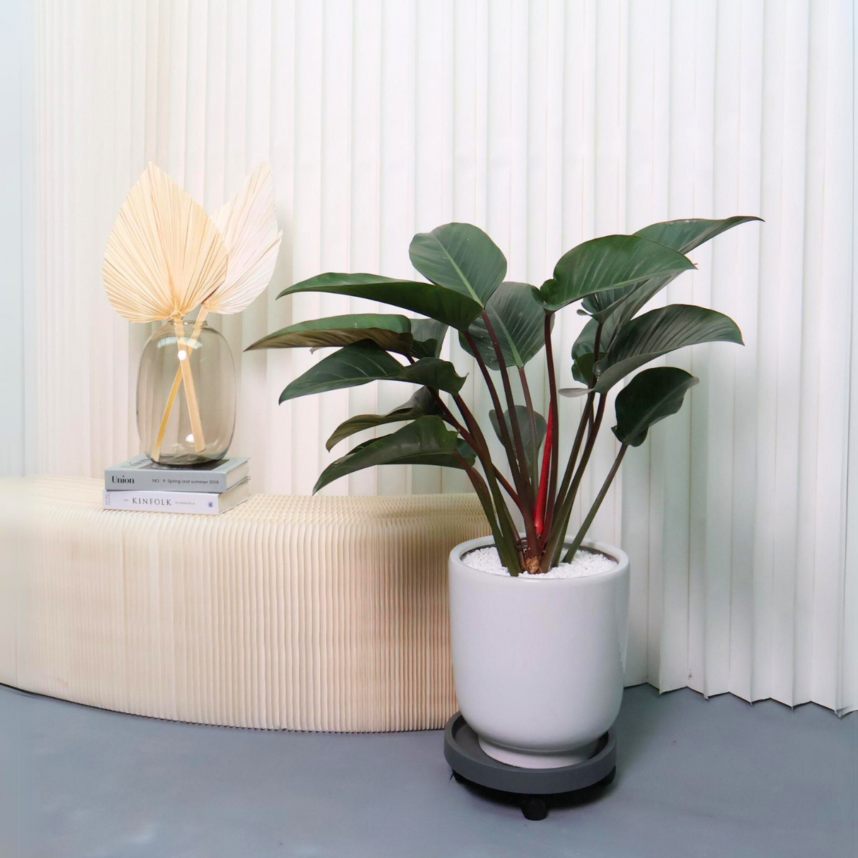 Philodendron Red Congo in Ceramic Pot (1m)