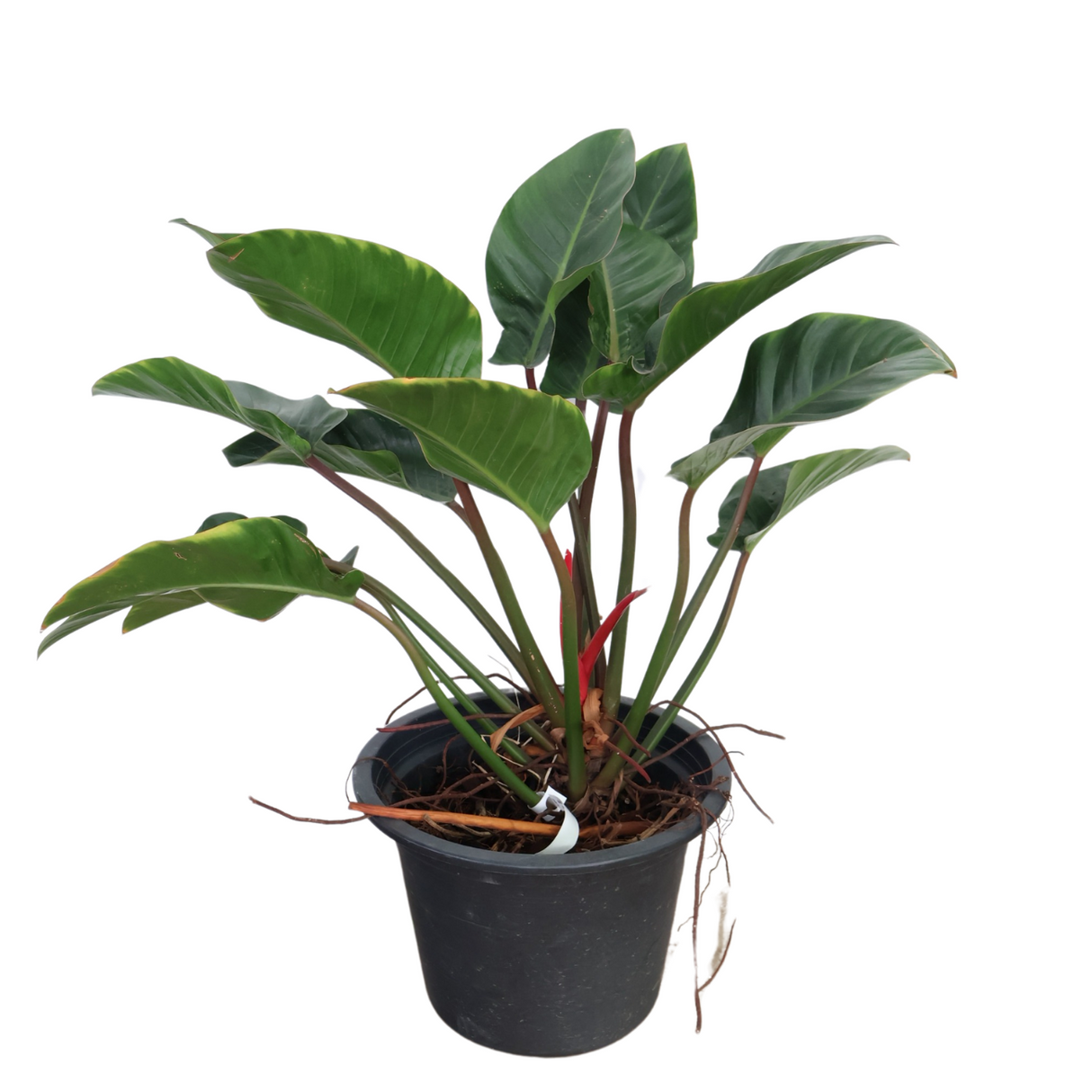 Philodendron Red Congo in Ceramic Pot (1m)