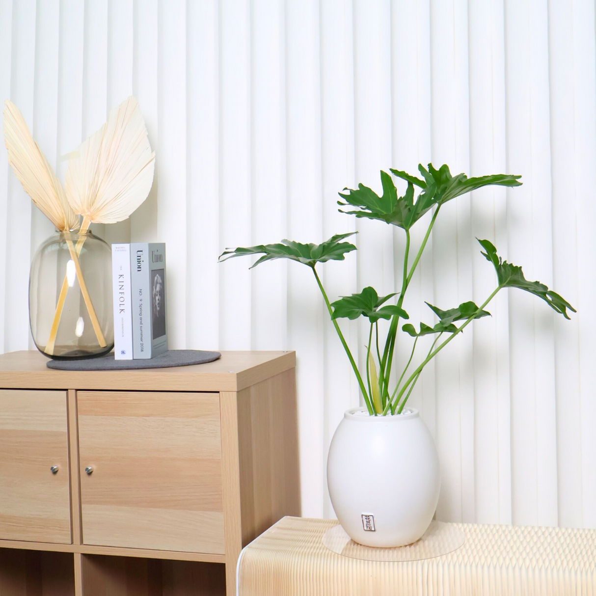 Philodendron Selloum in Ceramic Pot