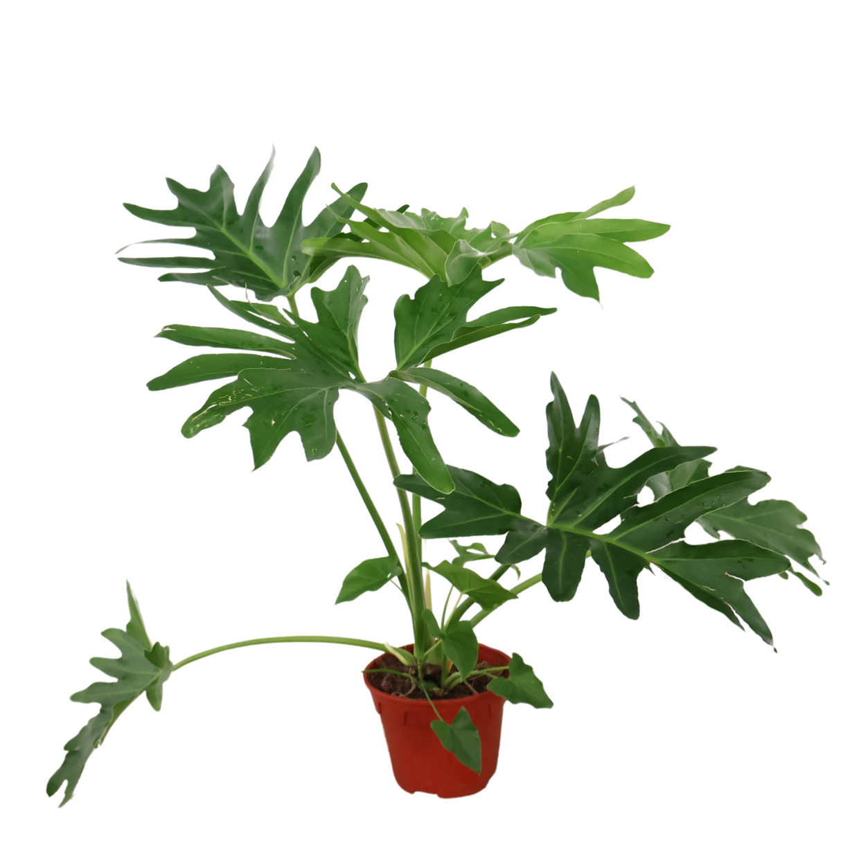 Philodendron Selloum in Ceramic Pot