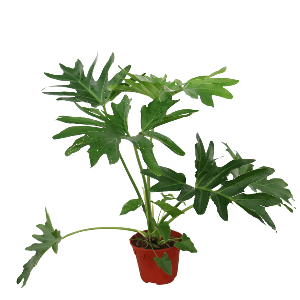 Philodendron Selloum