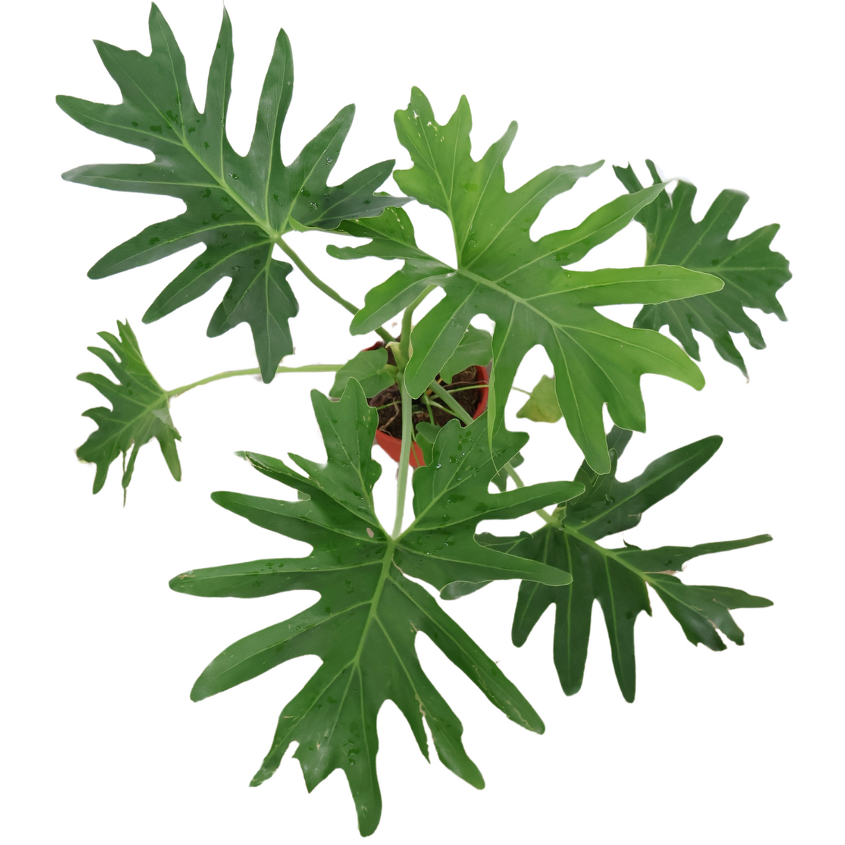 Philodendron Selloum in Ceramic Pot