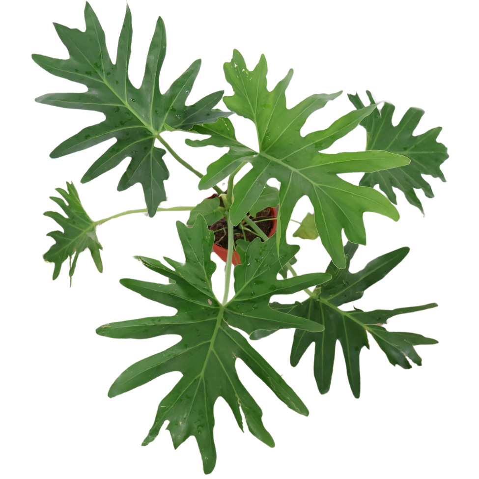 Philodendron Selloum