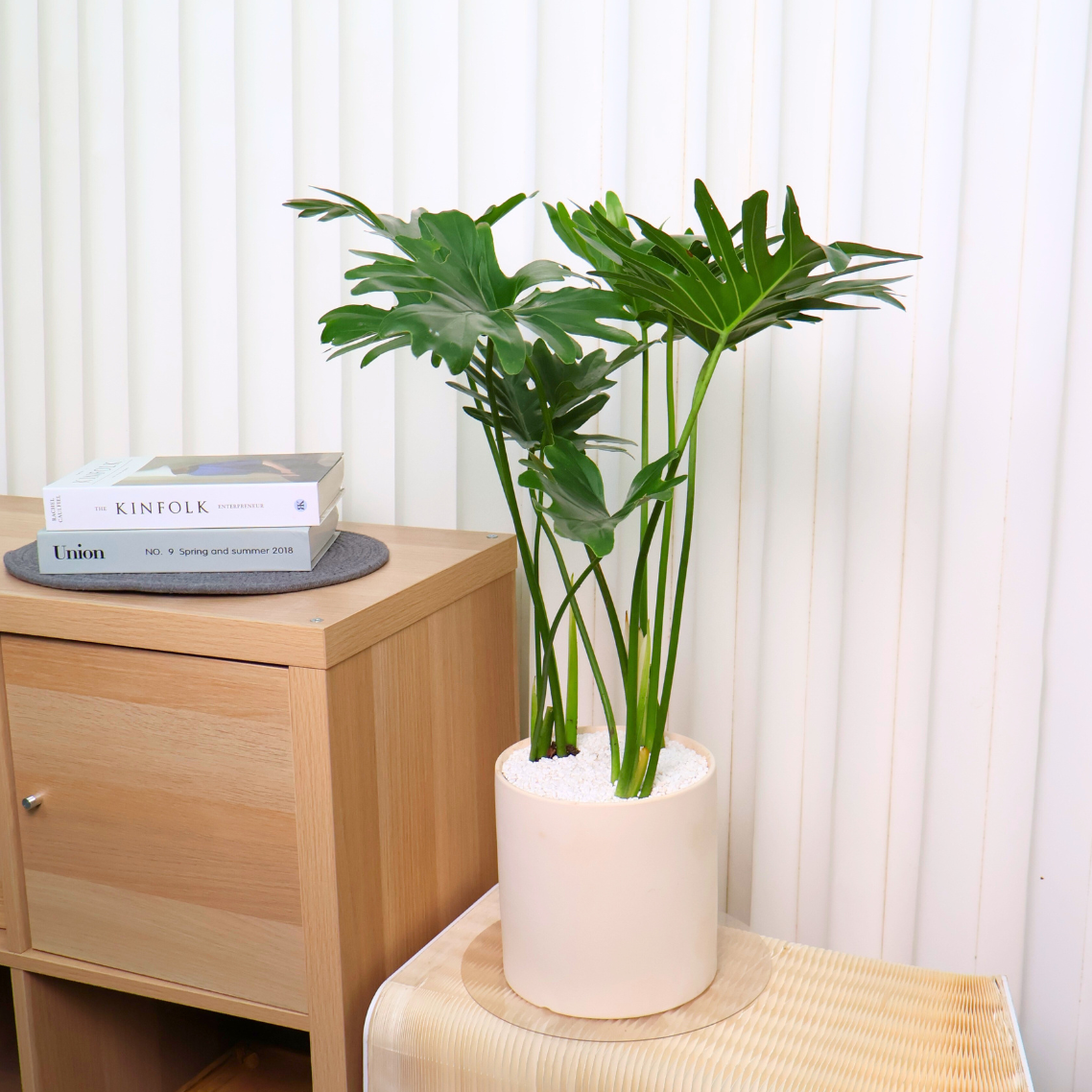 Philodendron Xanadu in Ceramic Pot