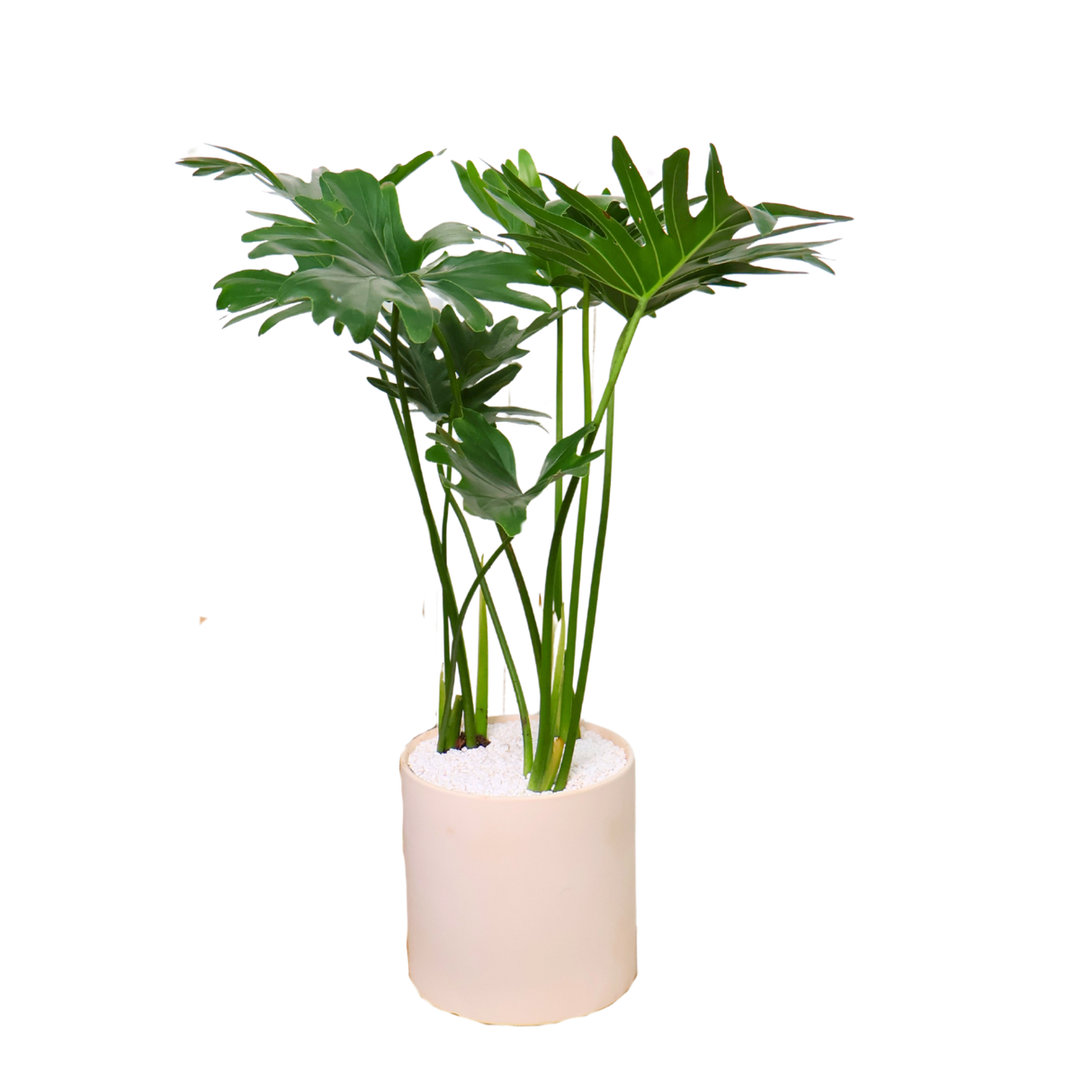 Philodendron Xanadu in Ceramic Pot