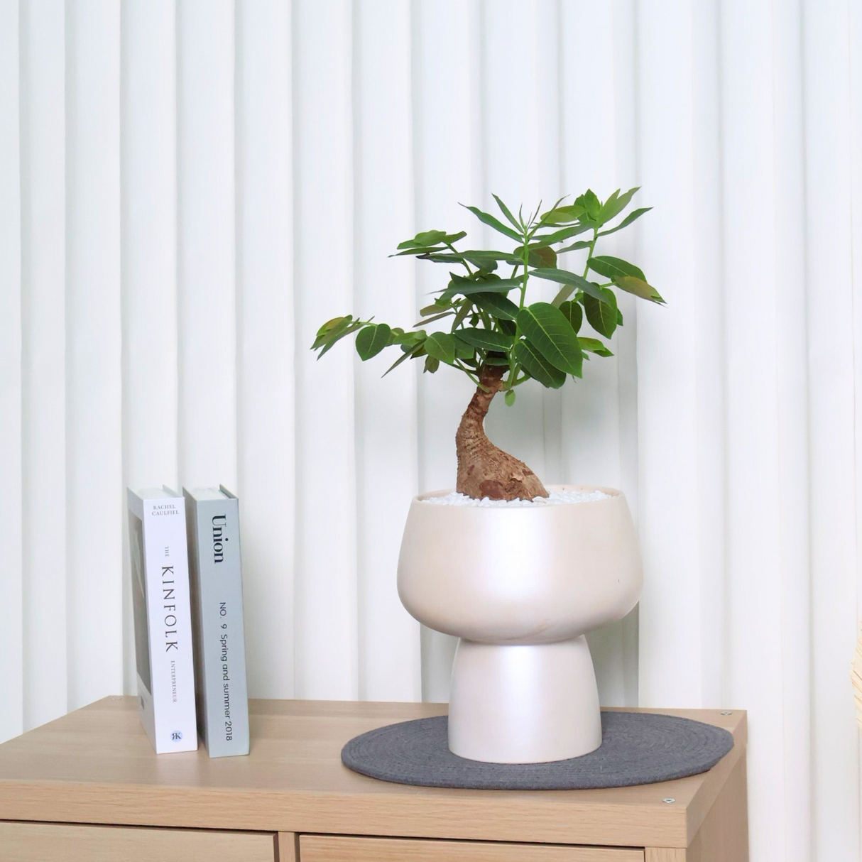 Phyllanthus Mirabilis in Ceramic Pot