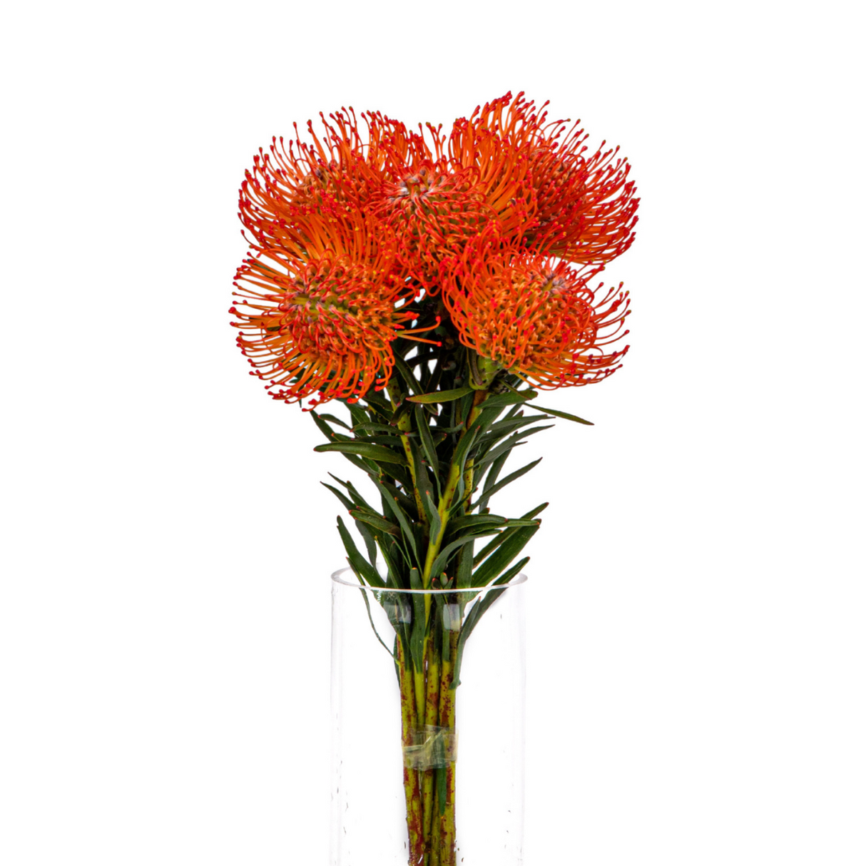 Pin Cushion (South Africa)