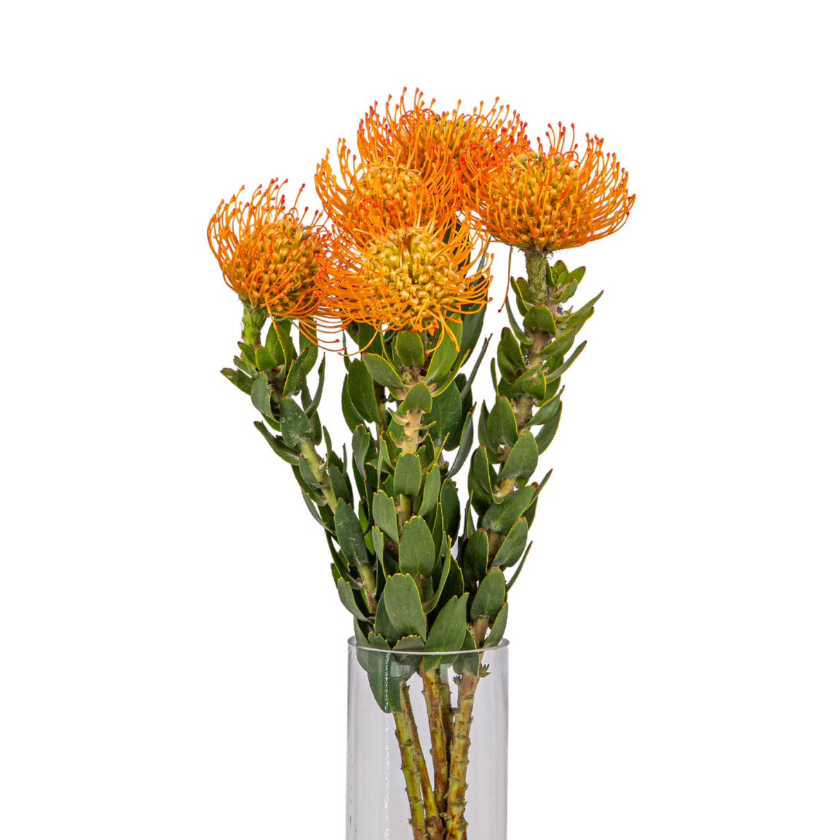 Pin Cushion (South Africa)